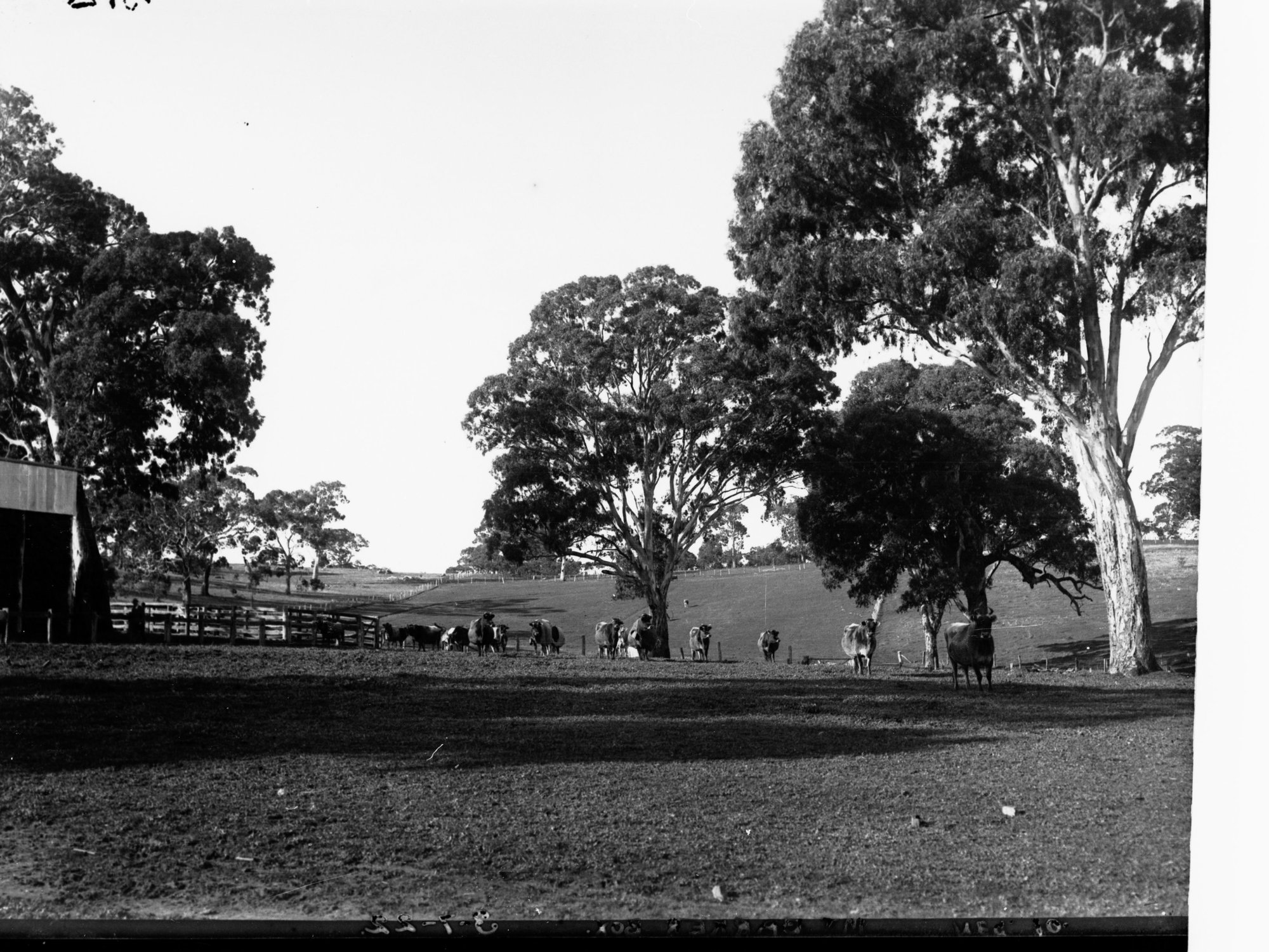 Herd of Cows in Paddock at Mount Barker