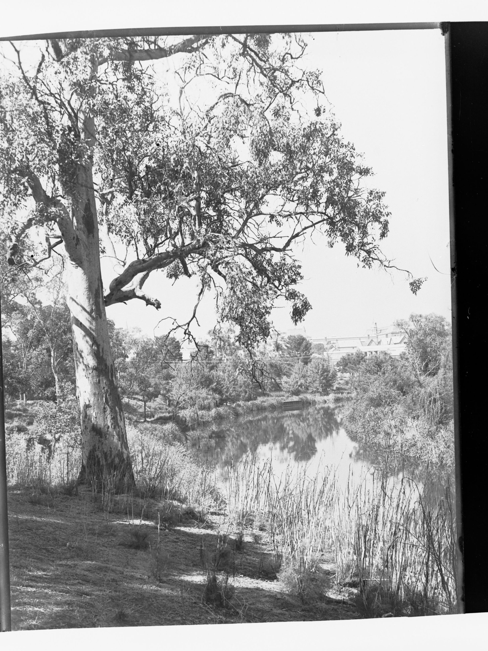 The River Torrens (from Angas Gardens)