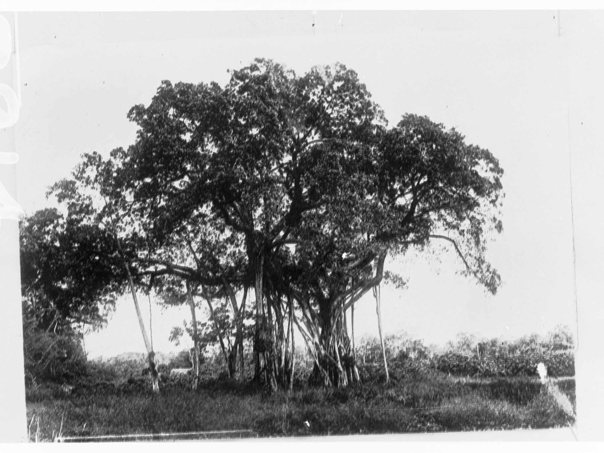 Northern Territory - Banyan Tree