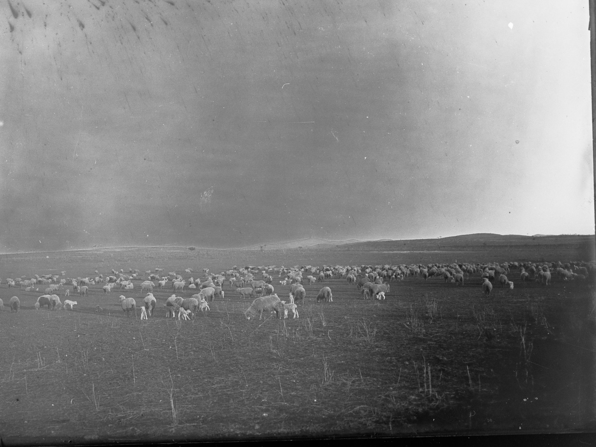 Sheep Station at Blinman, South Australia 