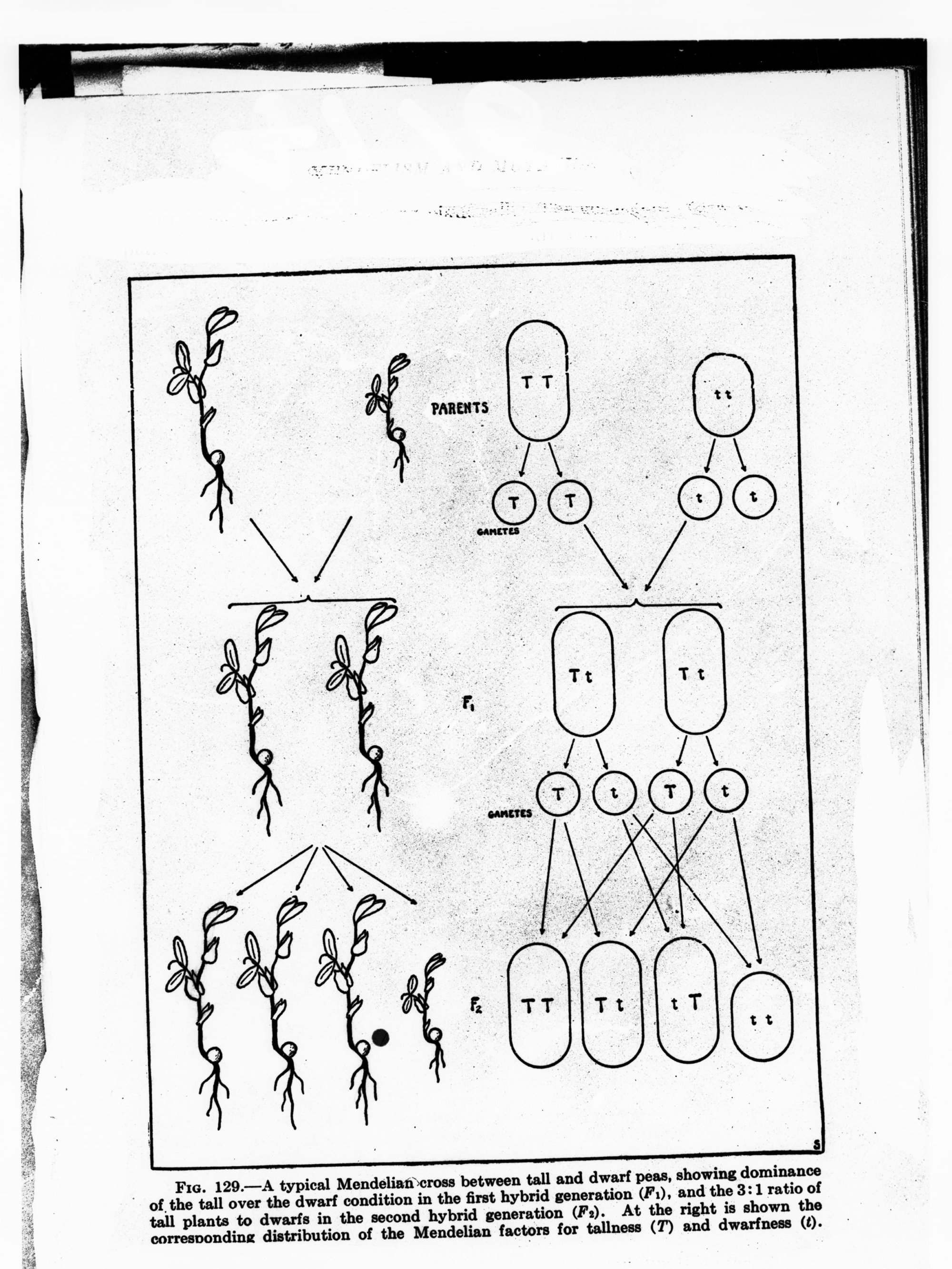 Diagram - a typical Mendelian cross between tall and dwarf peas