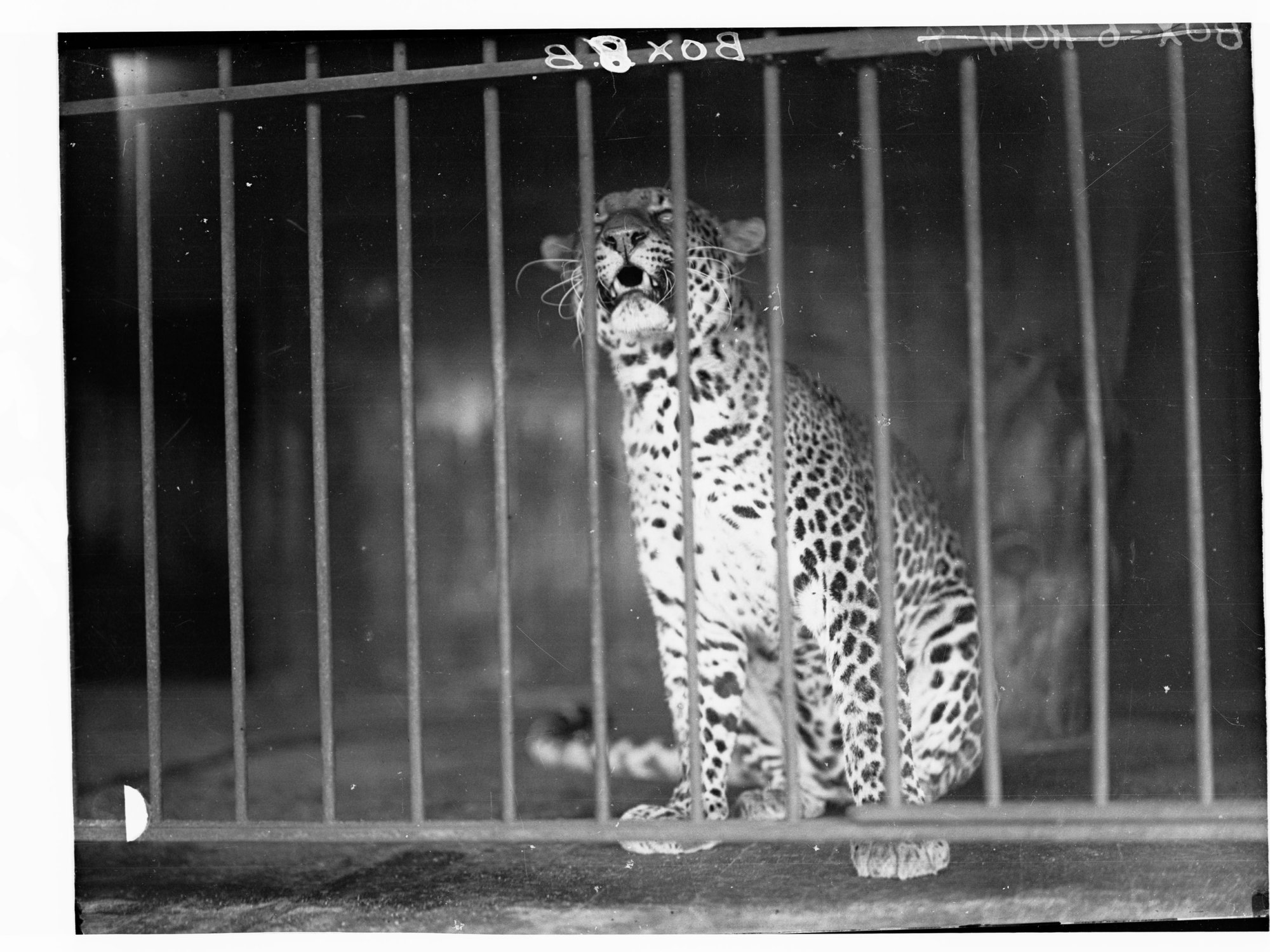 Leopard at Adelaide Zoo