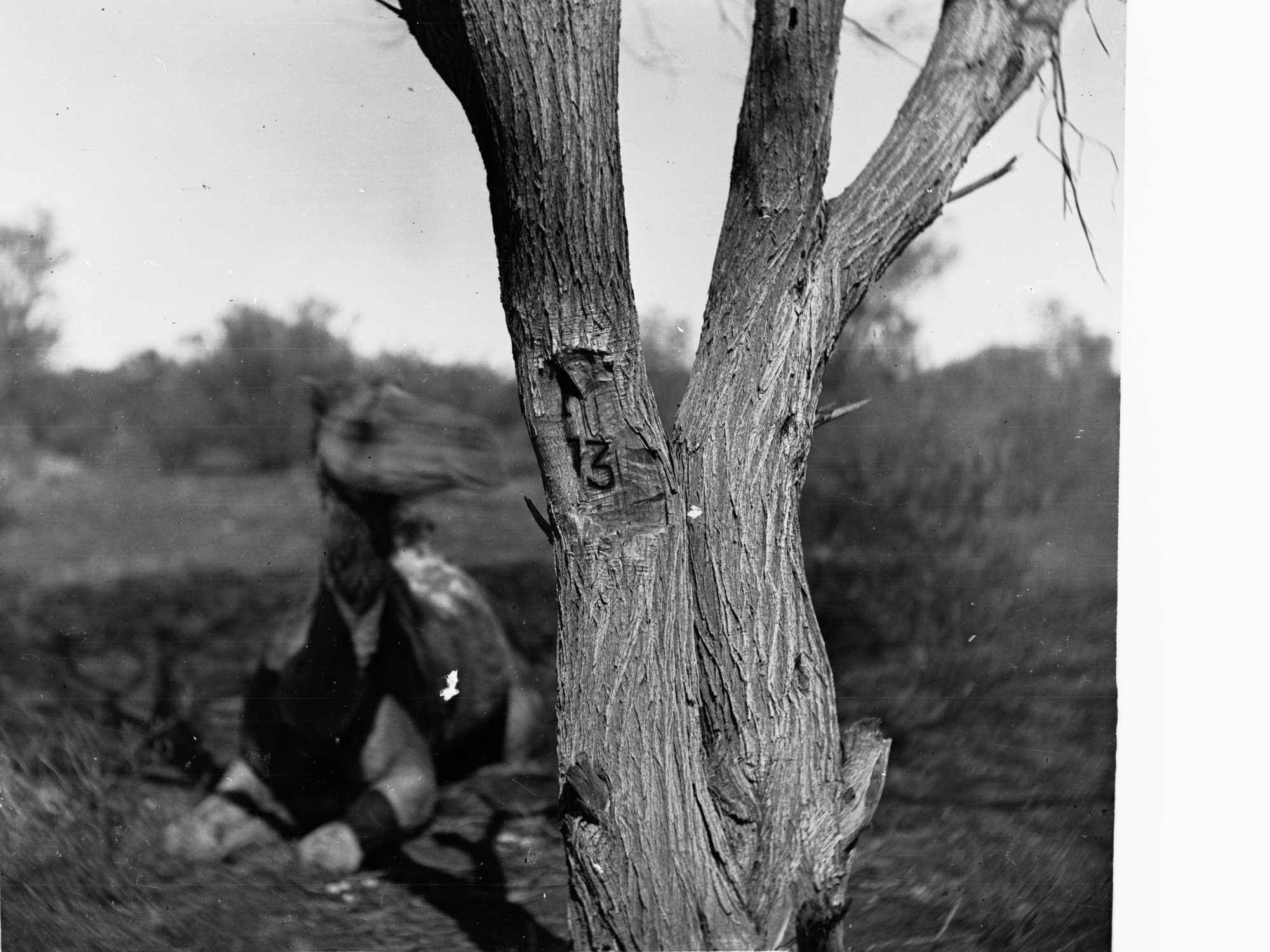 Mulga Tree Marked by Forrest in 1874 Elder Expedition