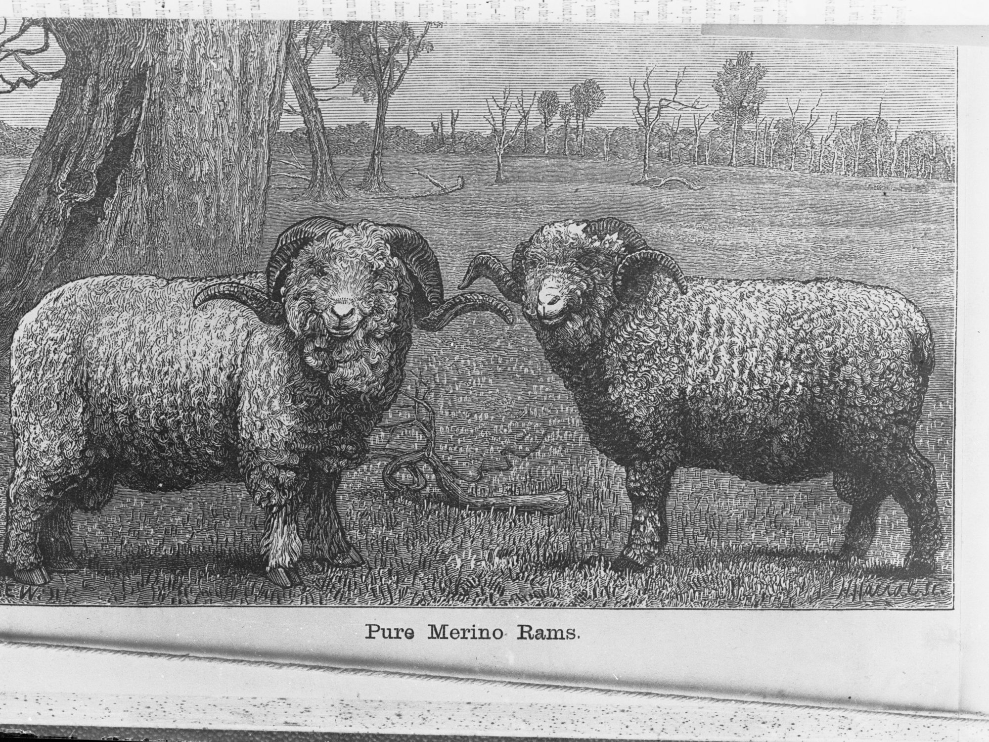 Sketch of two Pure Merino Rams