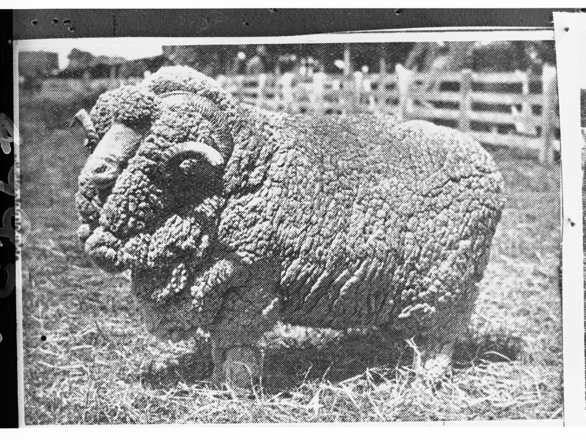 Picture of a Ram