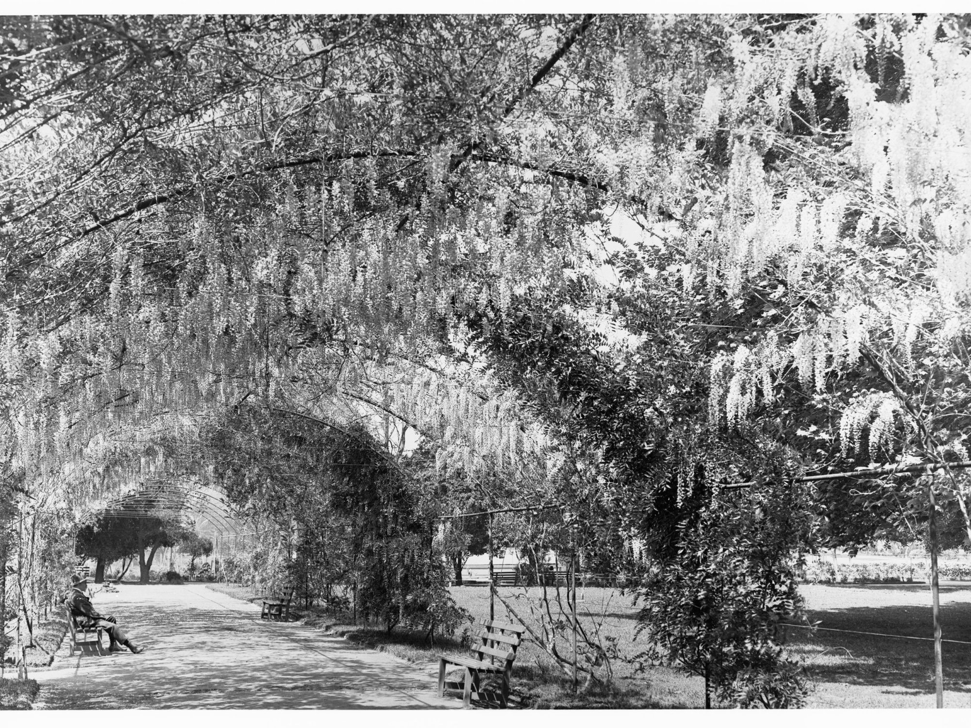 Botanic Gardens walkway covered by Wisteria