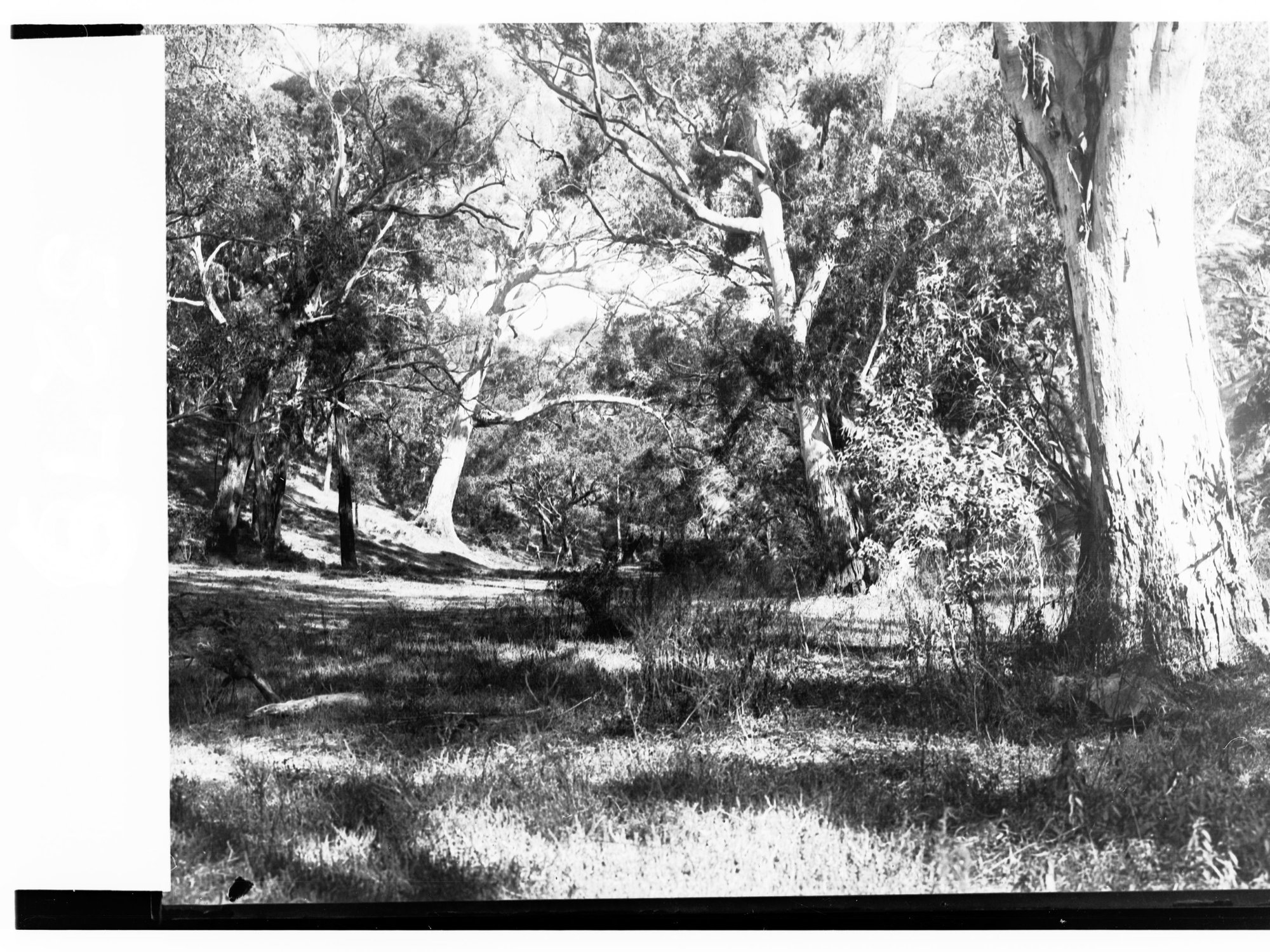 National Park at Belair