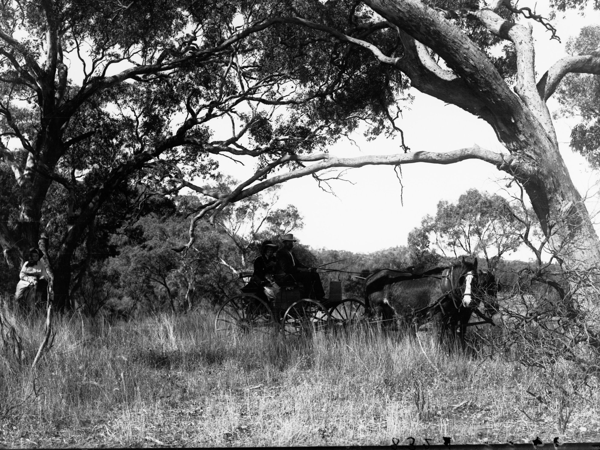 Rural view showing man and woman in horse and cart