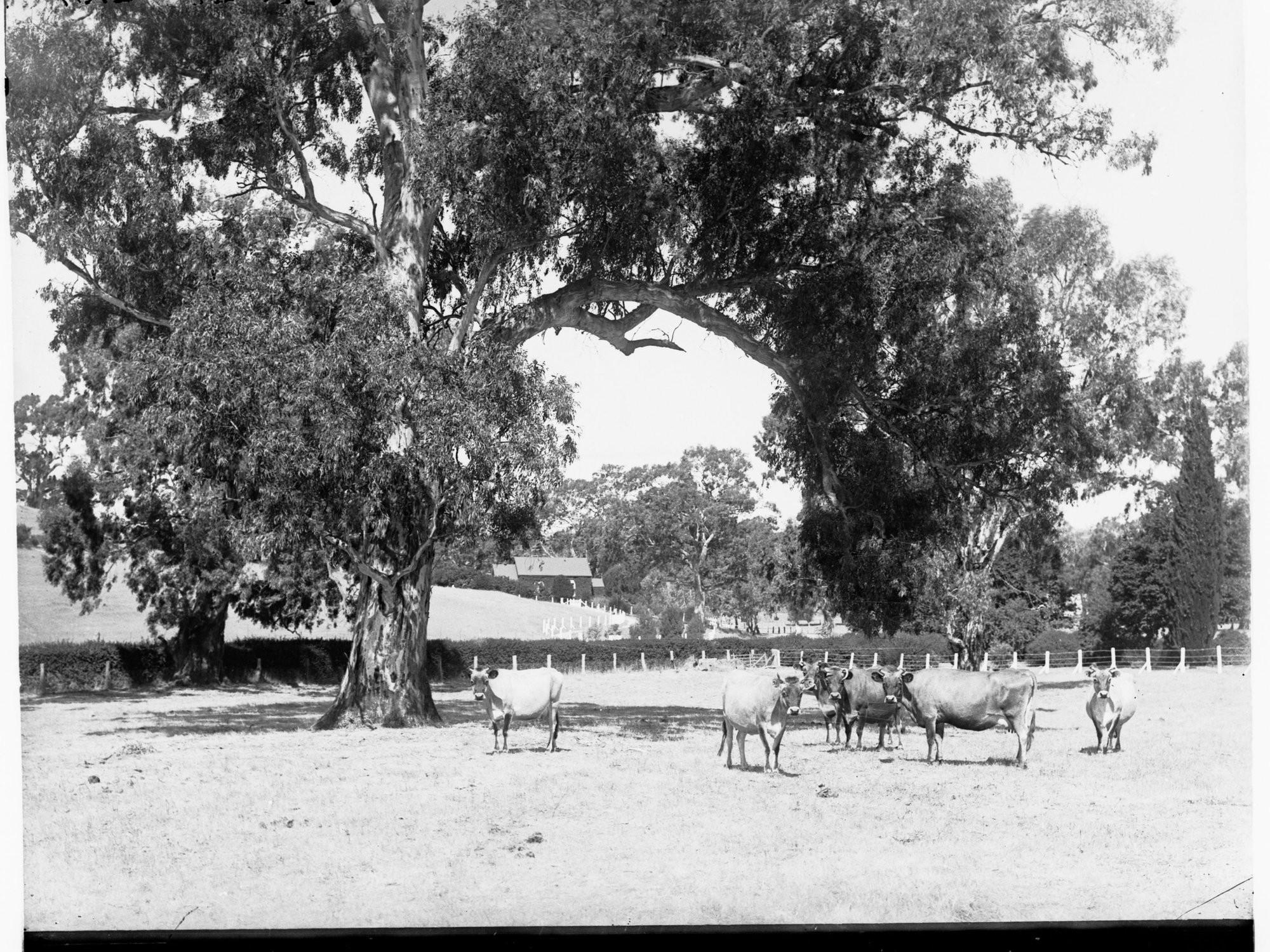 Cattle at Collingrove