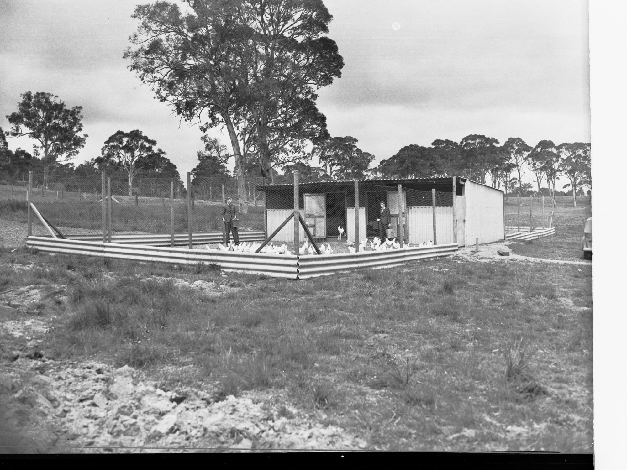 Oakbank Area School Teachers Feeding Chickens