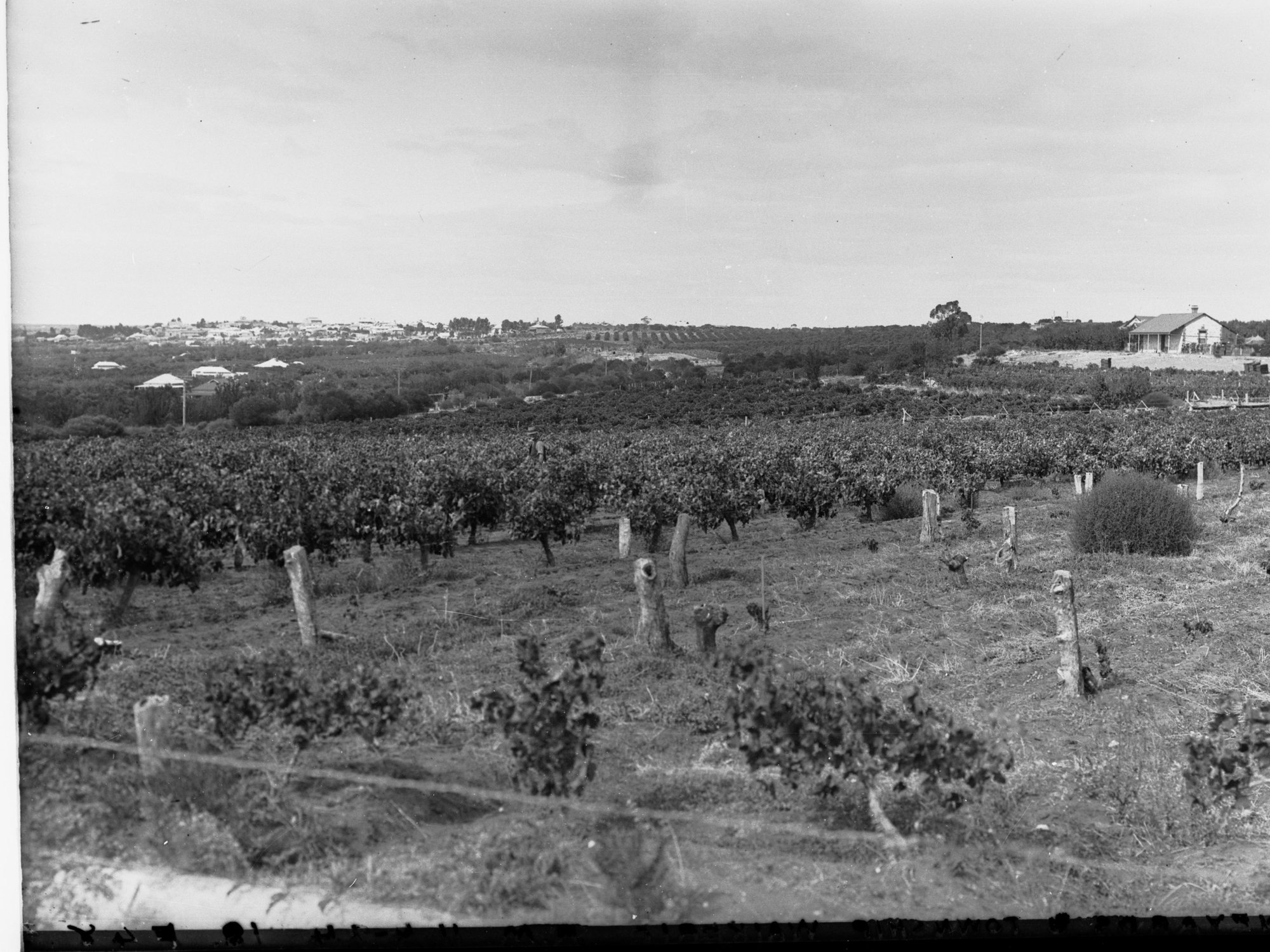 Vineyard at Waikerie