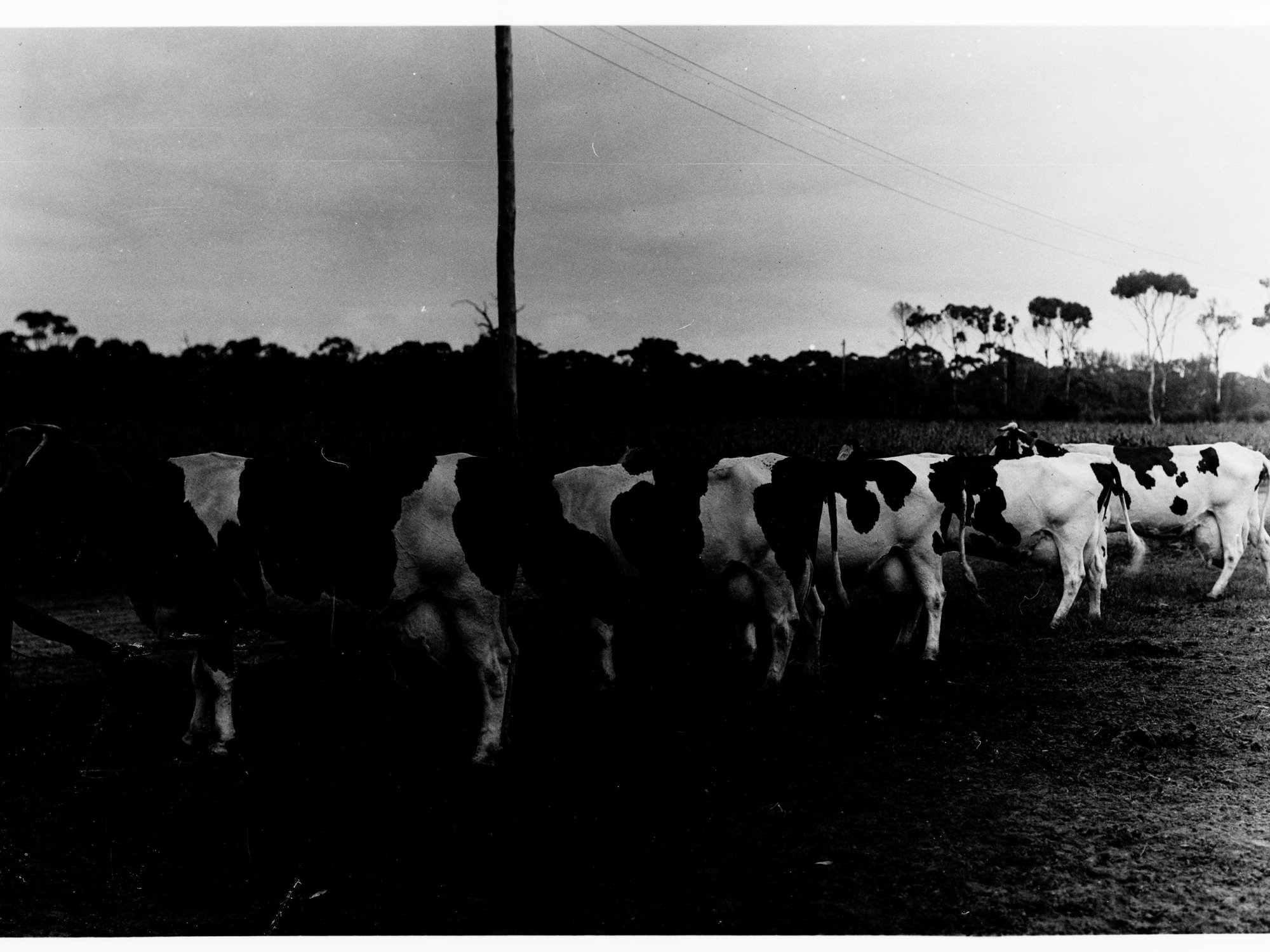 Dairy cows lined up in paddock (Fulham)