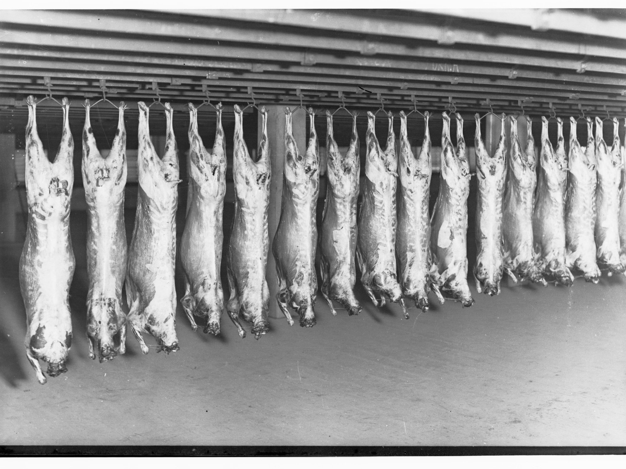 Carcasses at Angora Goat