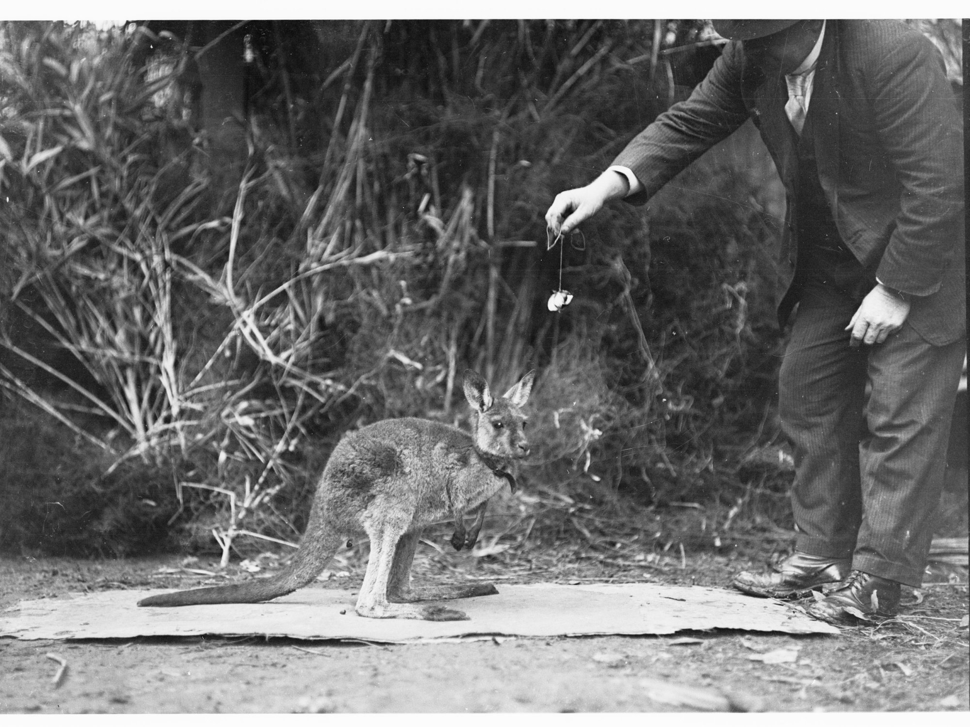Man feeding a wallaby