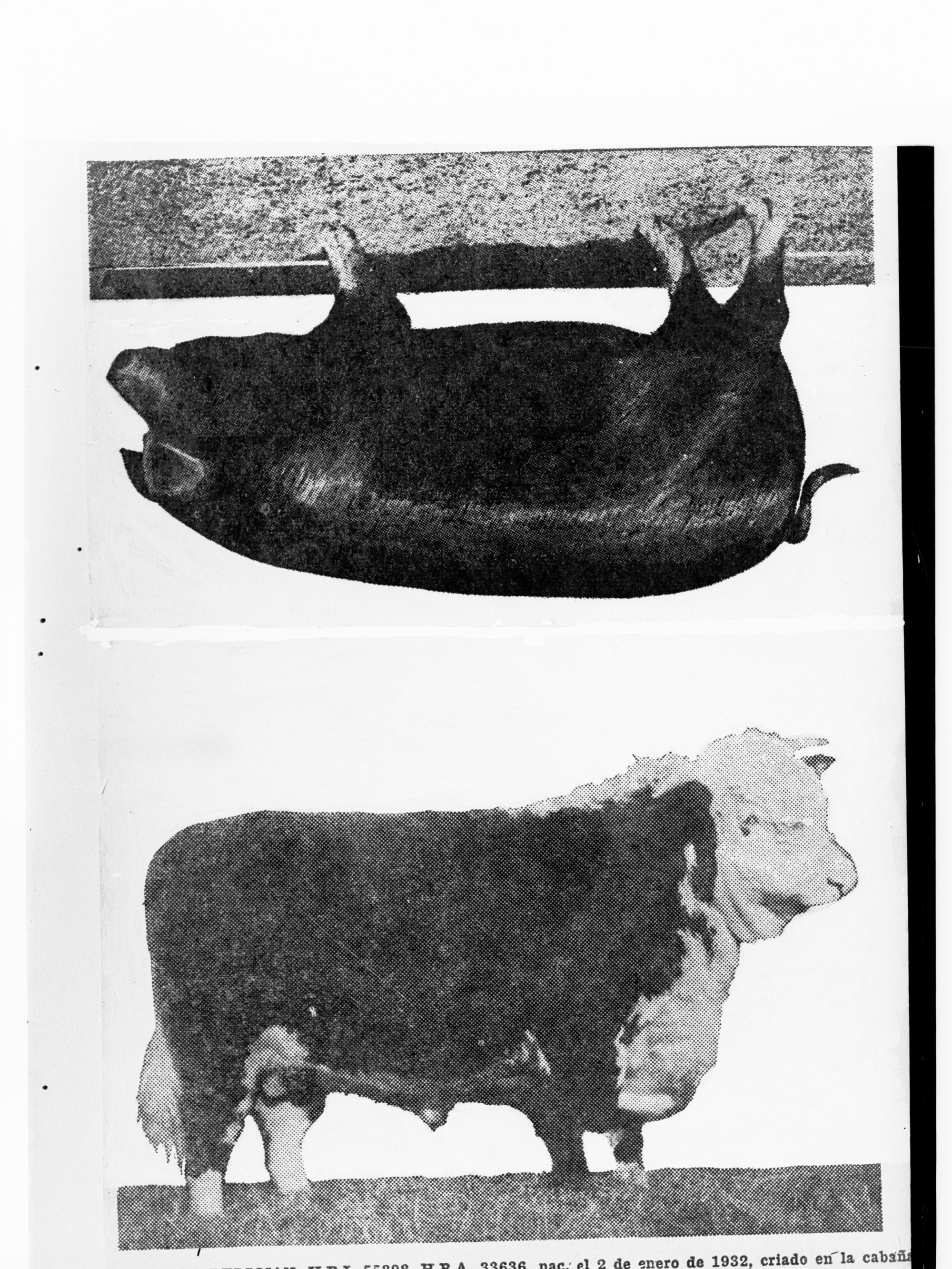 Picture of a Pig and Bull - two photographs on one negative