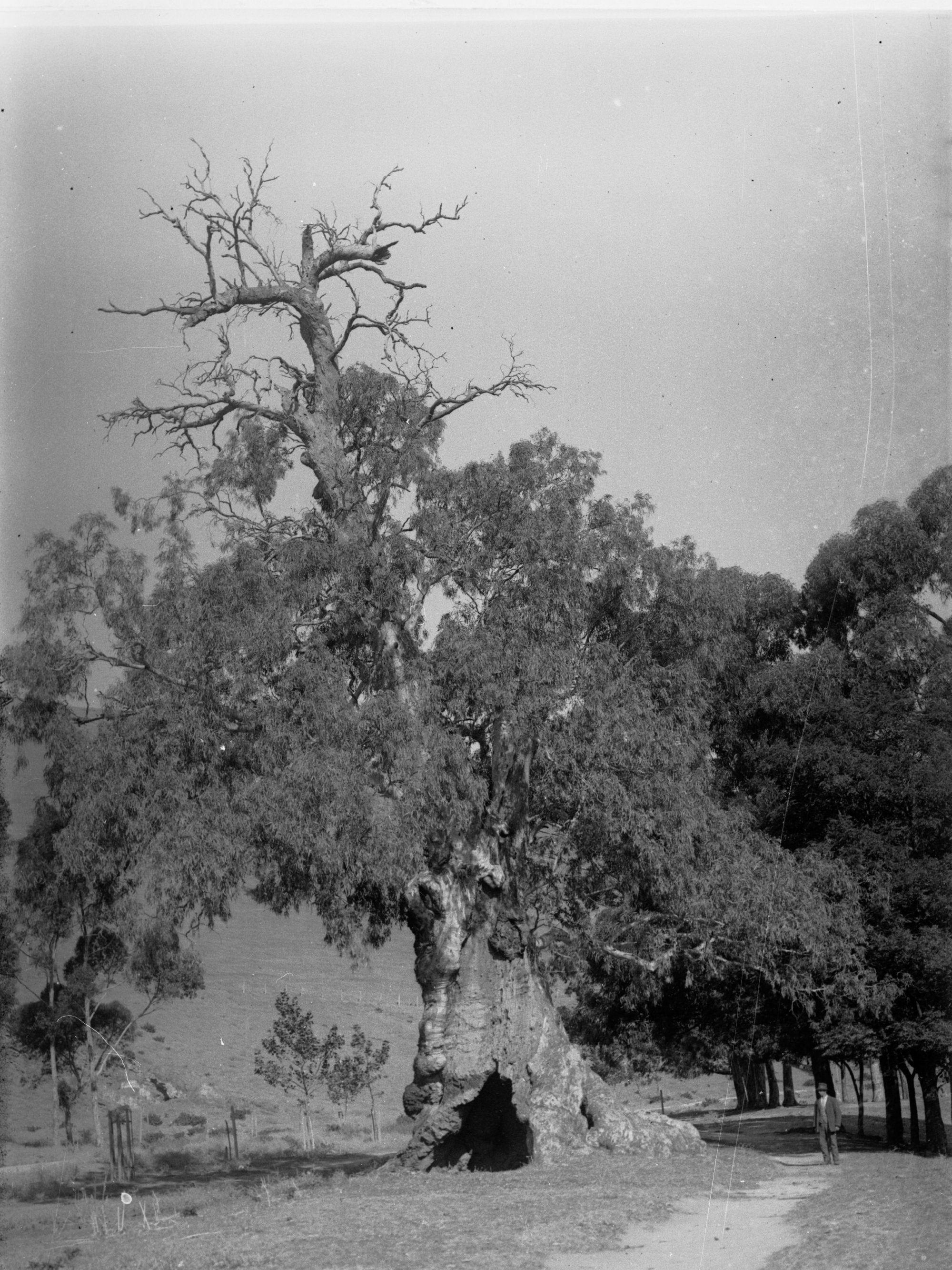 Gum tree, Brown Hill Creek, near Mitcham