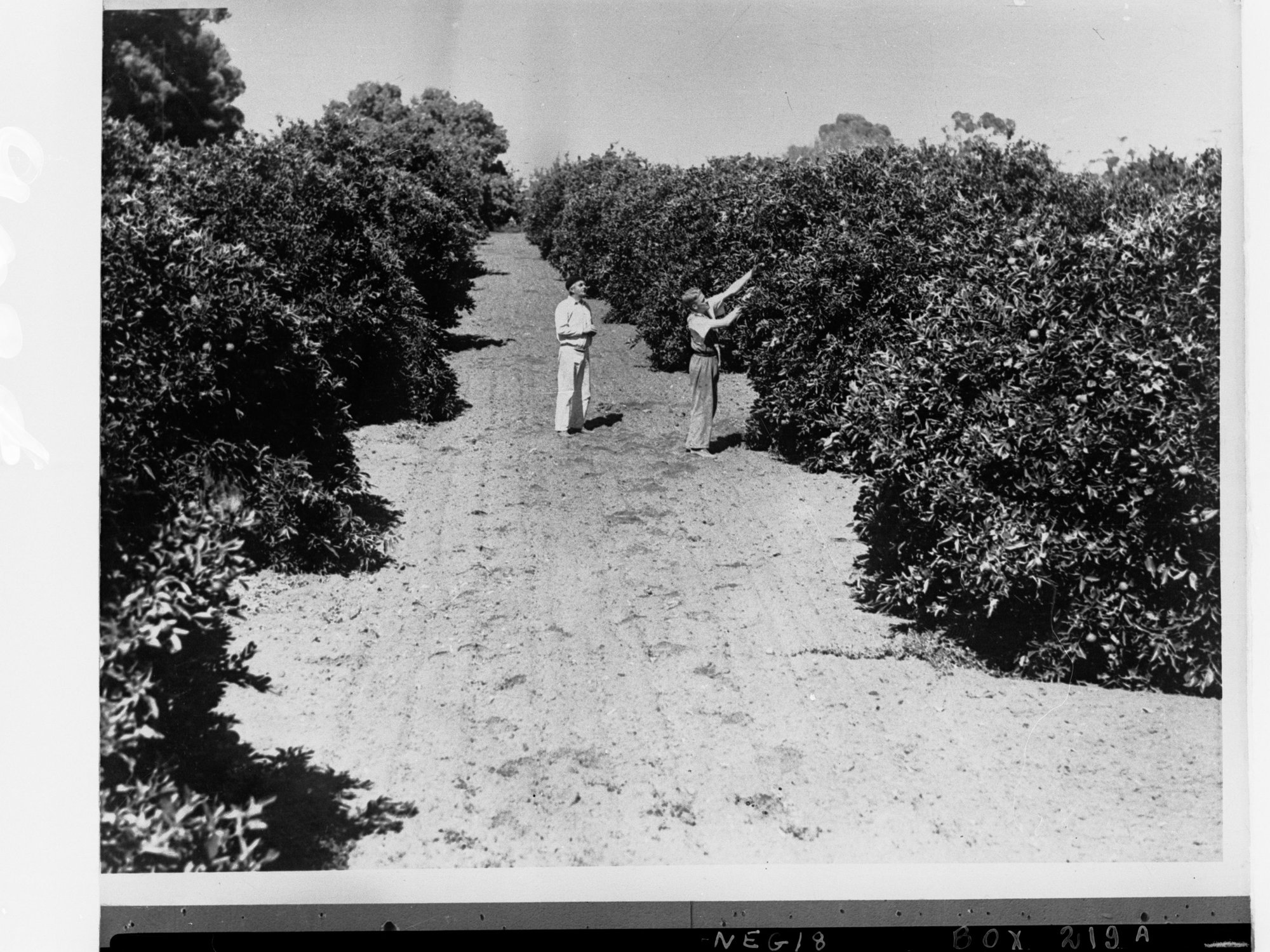 Orange Orchards Showing Men Picking Oranges