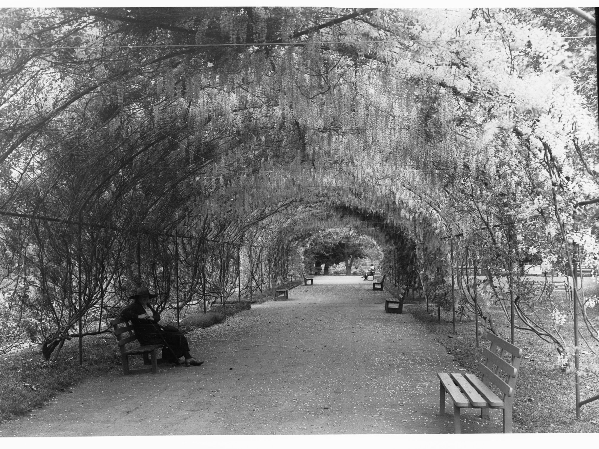 Botanic Gardens walkway covered by Wisteria