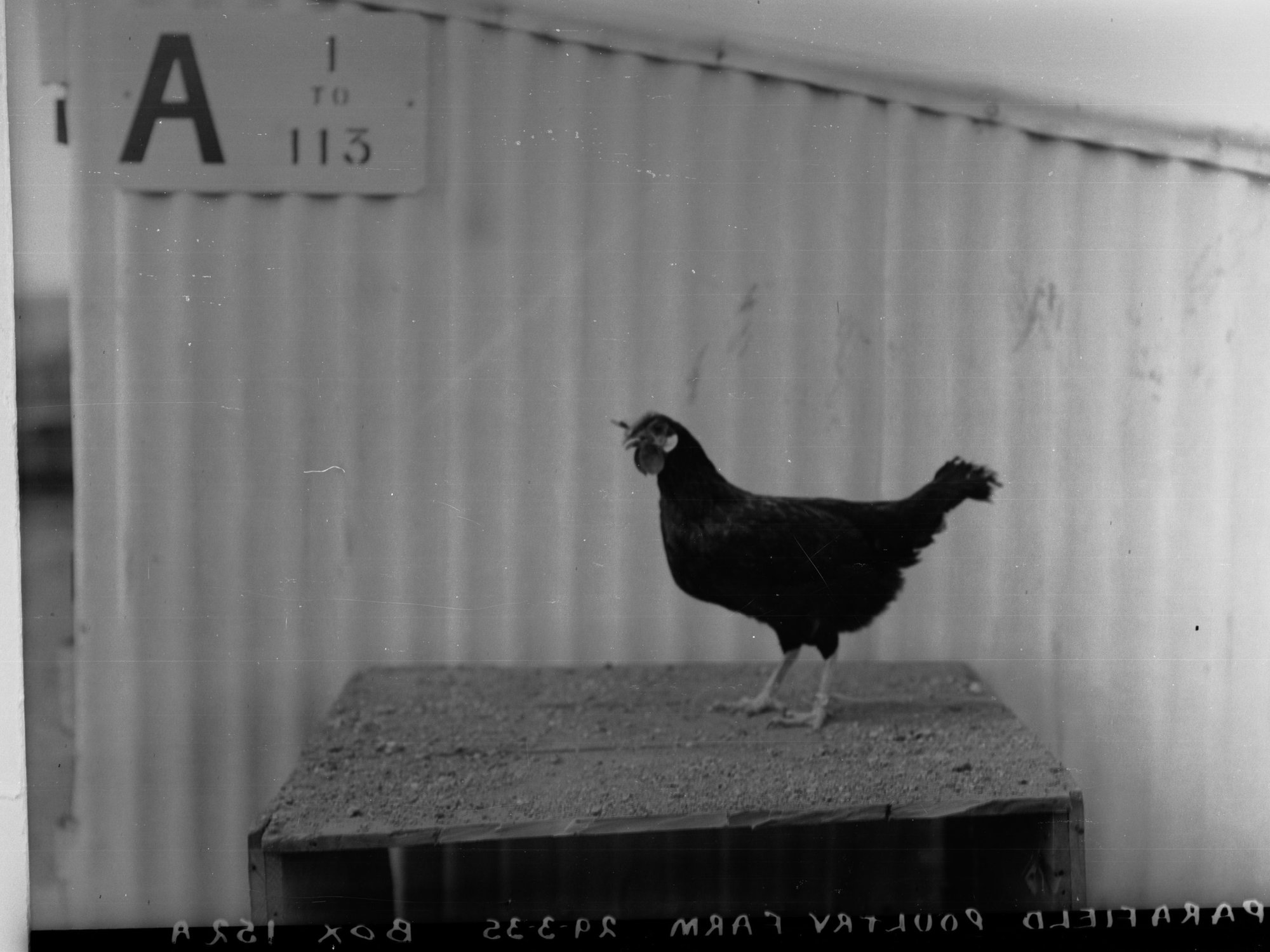 Hen at Parafield Poultry Farm