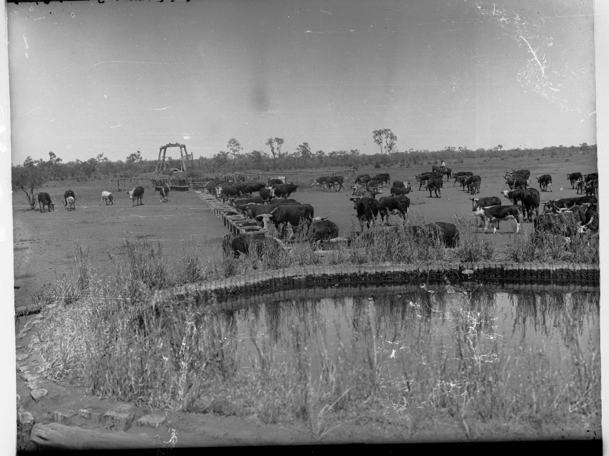 Cattle at Todmorden Station Oodnadatta