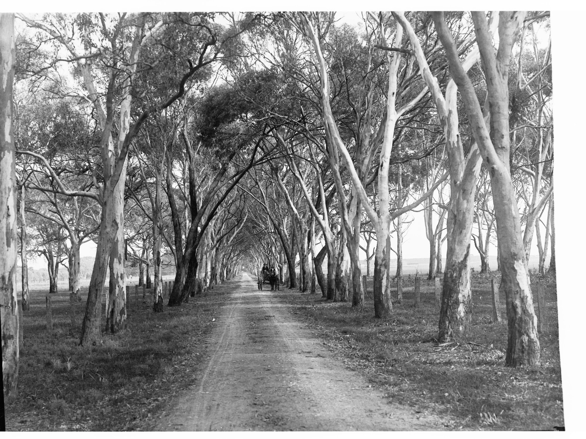 Pathway Showing Trees and Man in Horse and Cart