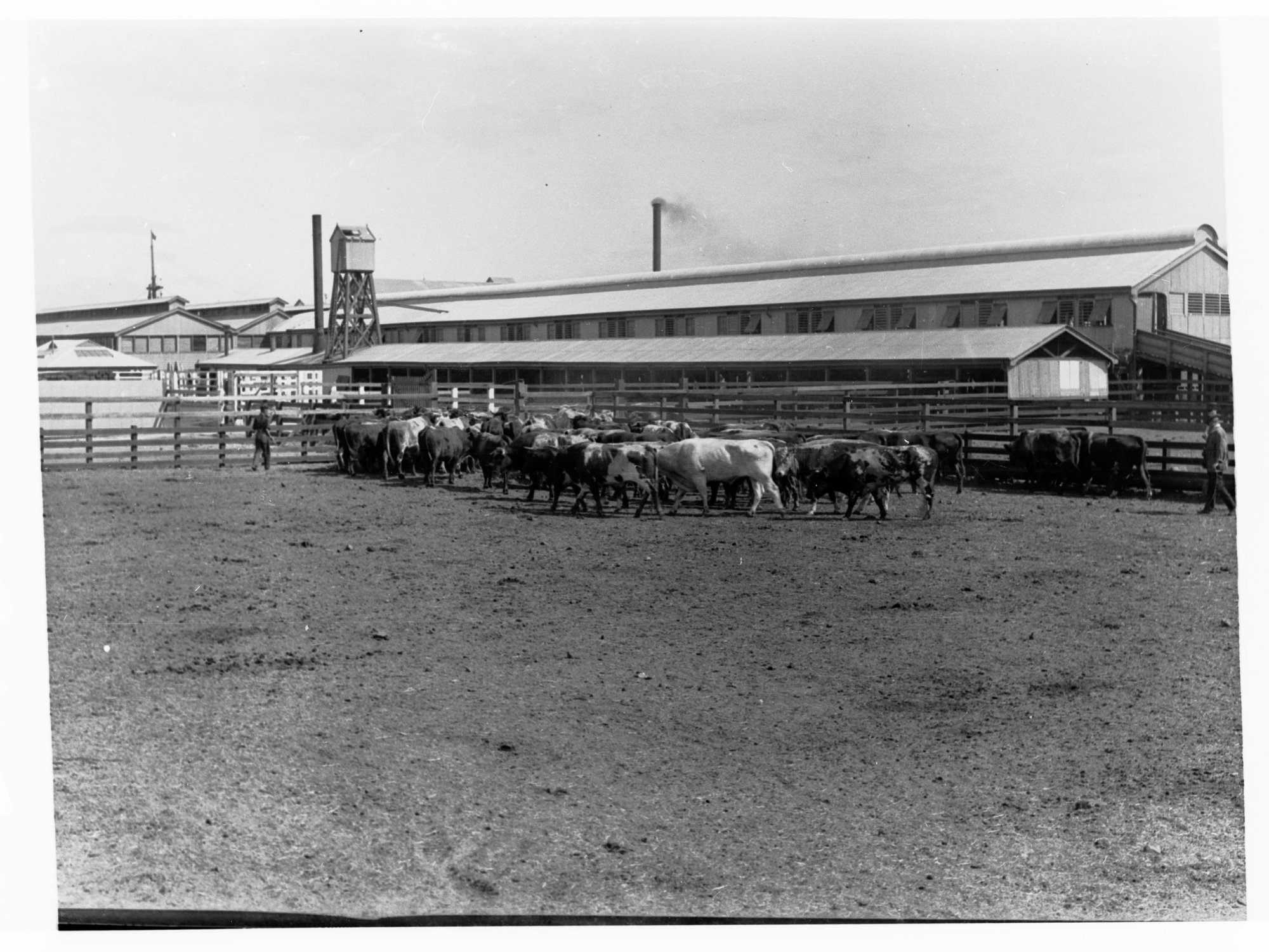 Cattle yarded - Government produce export
