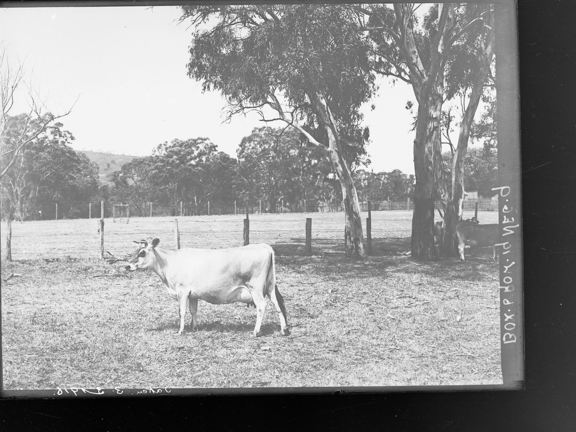 Cow in paddock