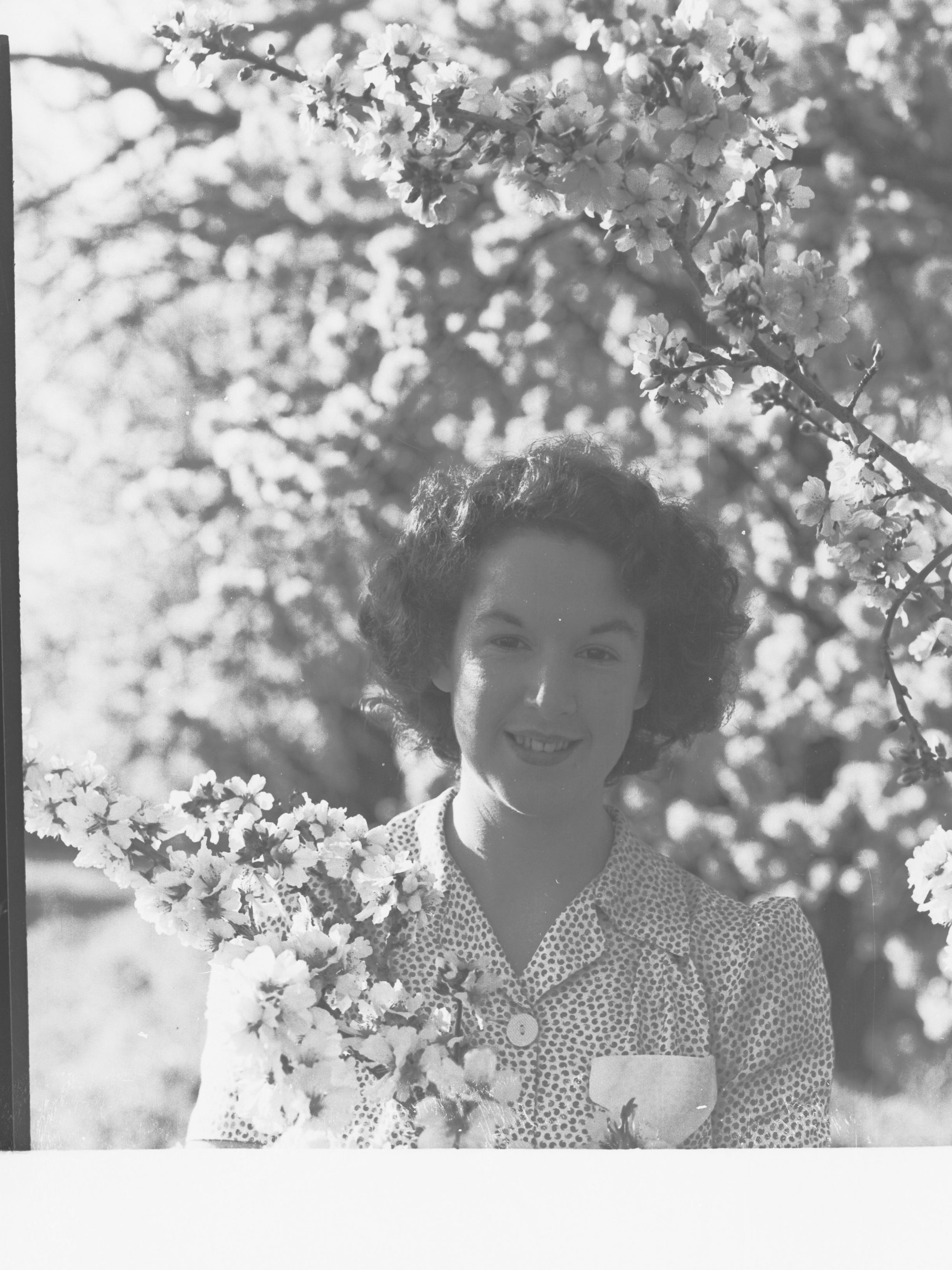 Almond Blossom Trees - Woman Holding Almond Blossom Branch