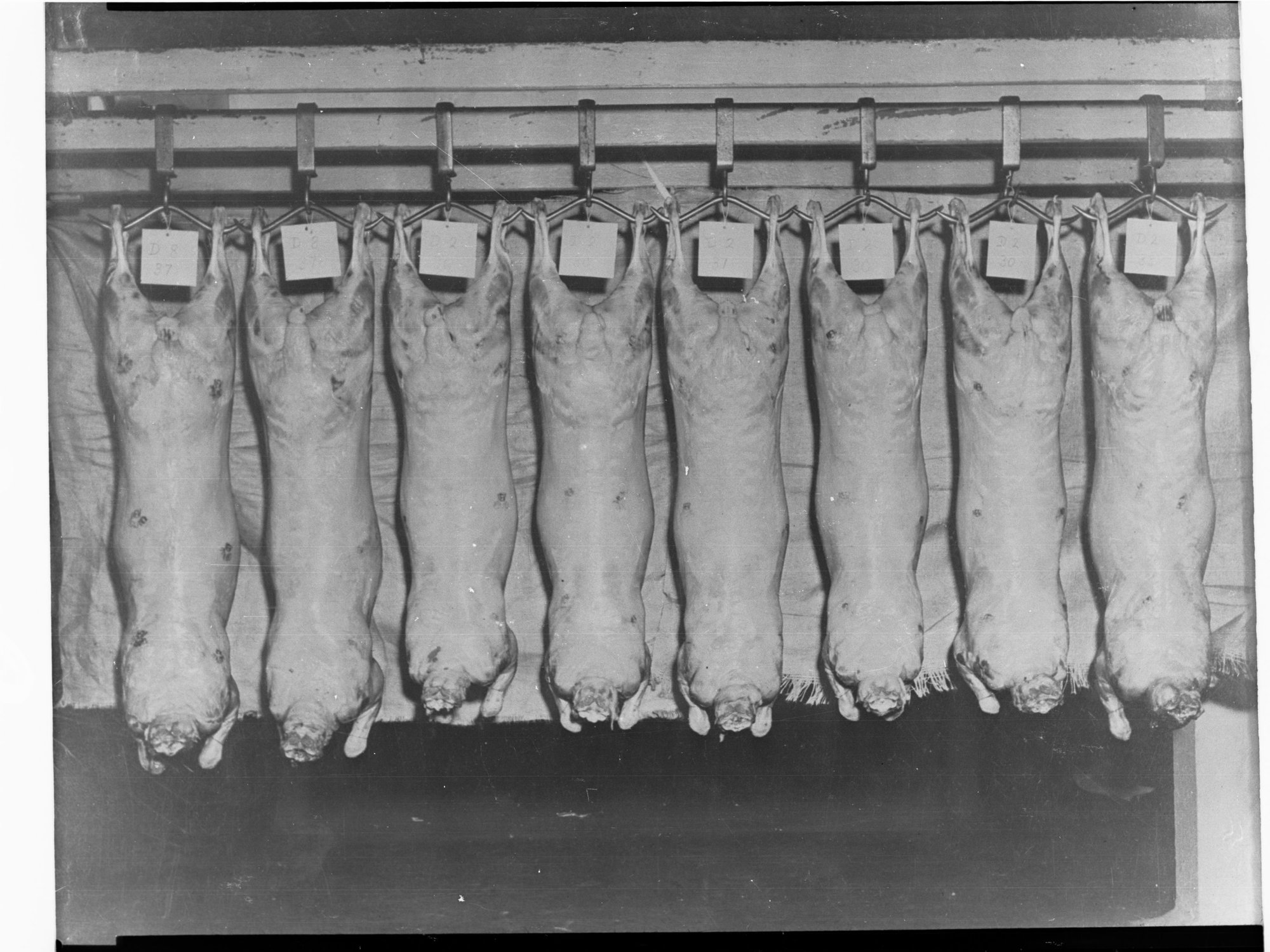 Agriculture - Copy of Sheep Carcasses