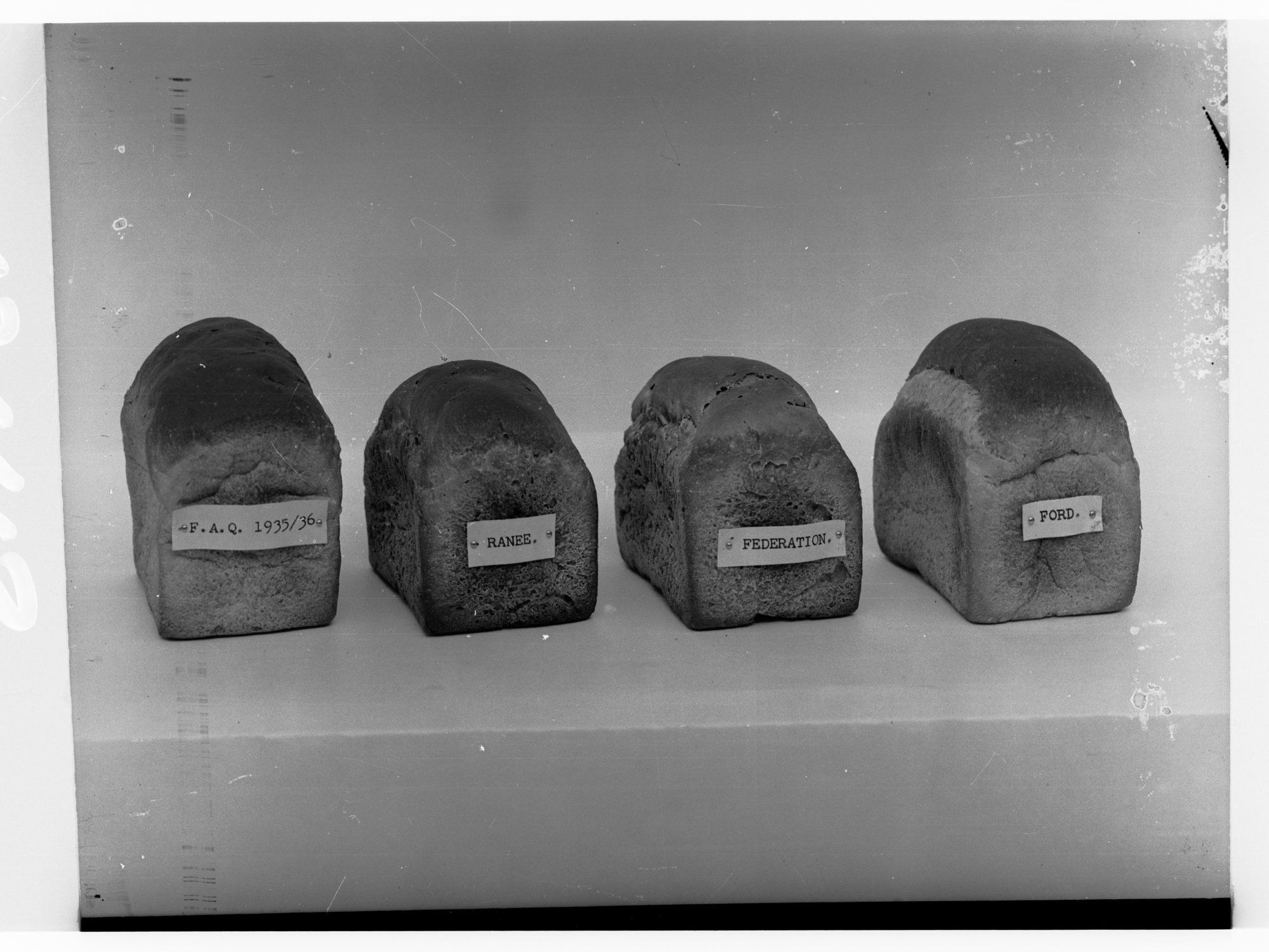 Four loaves of bread made from different types of wheat