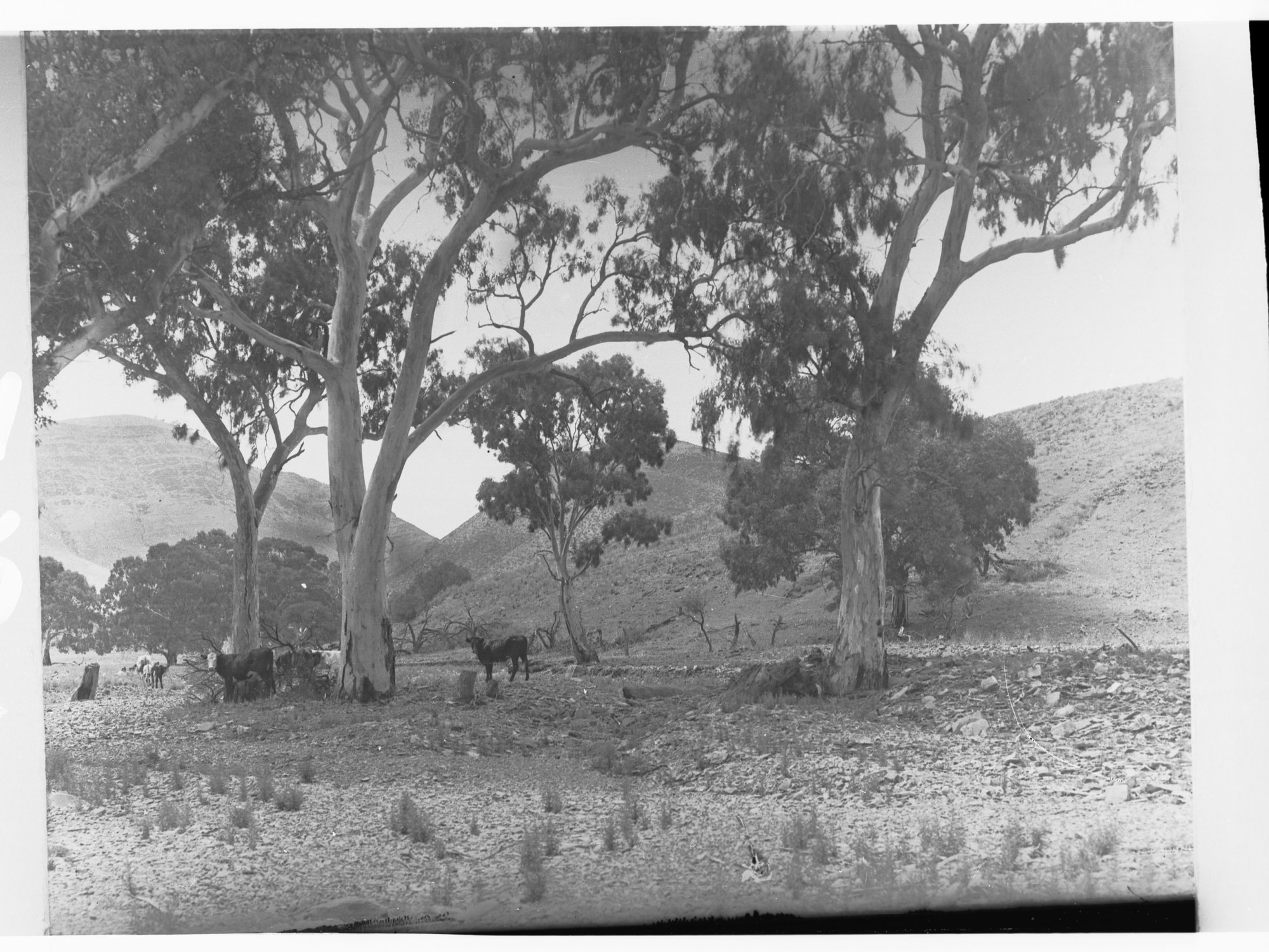 Rural scene with cows