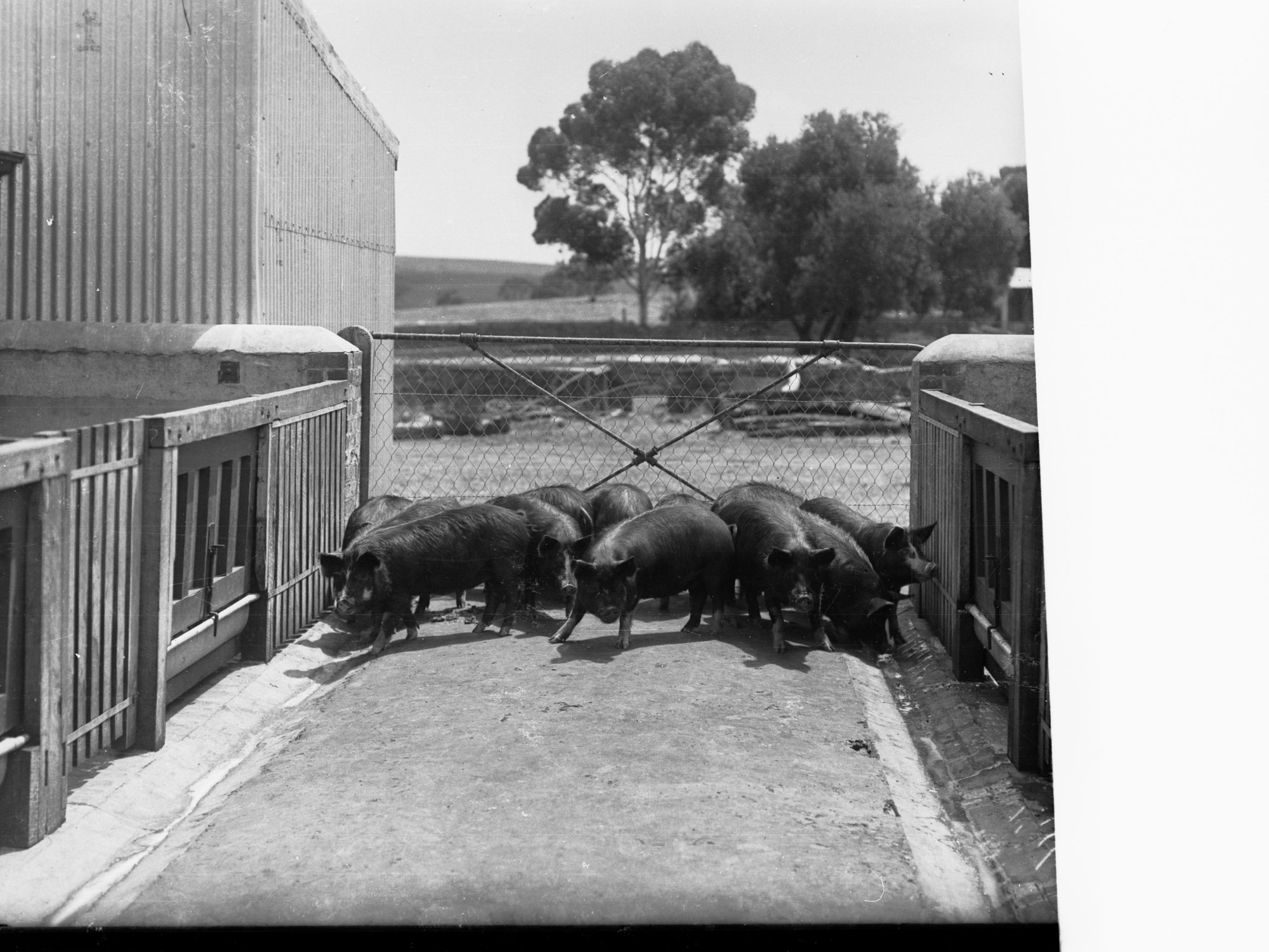 Pig Pen Showing Pigs at Turretfield