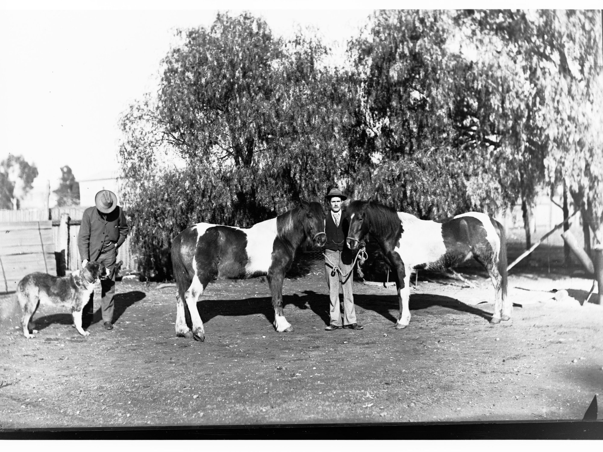 Man With Two Ponies at Bundaleer
