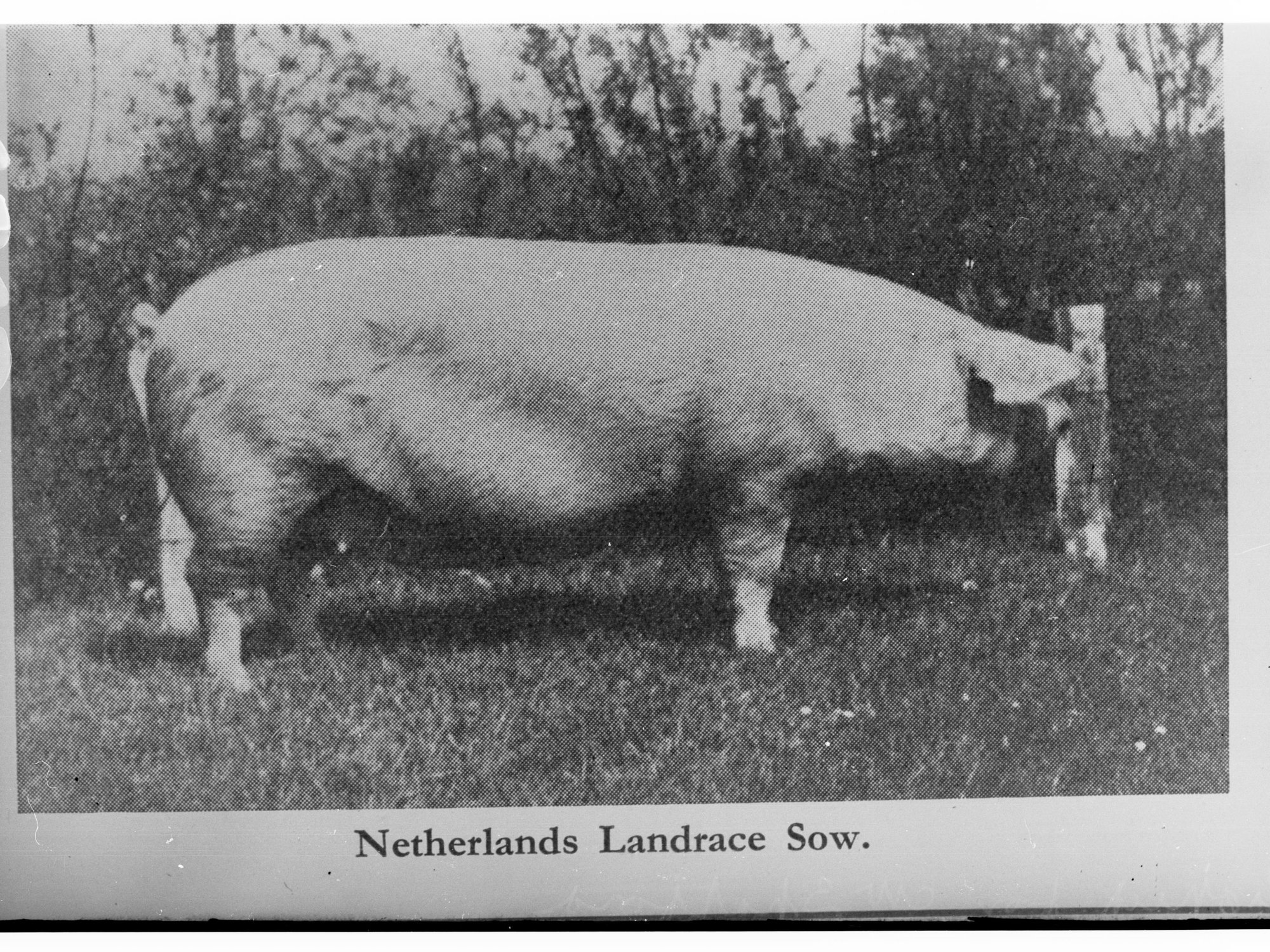Netherlands Landrace Sow