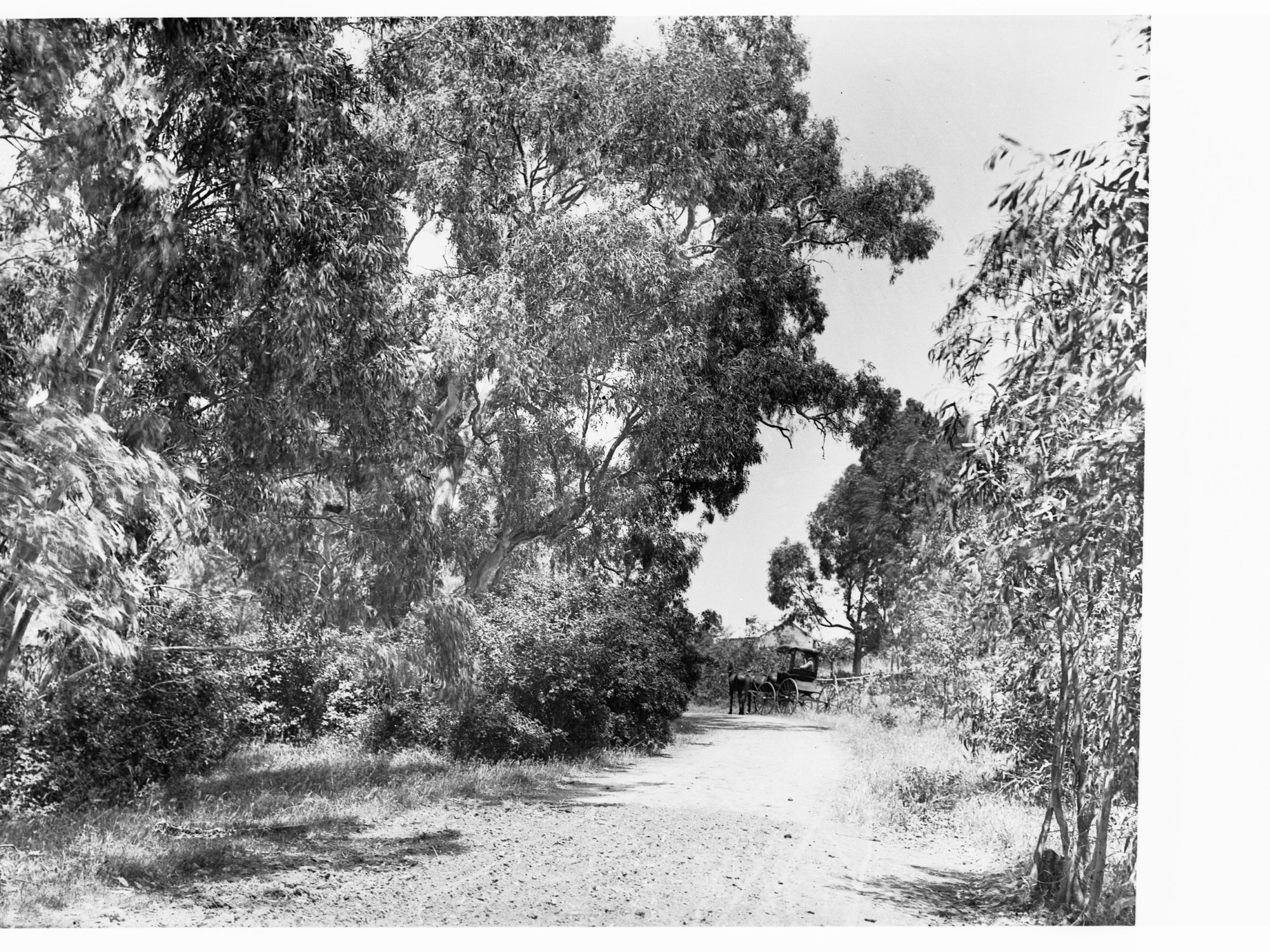 Horse and Carriage on the back road to Penwortham, Clare