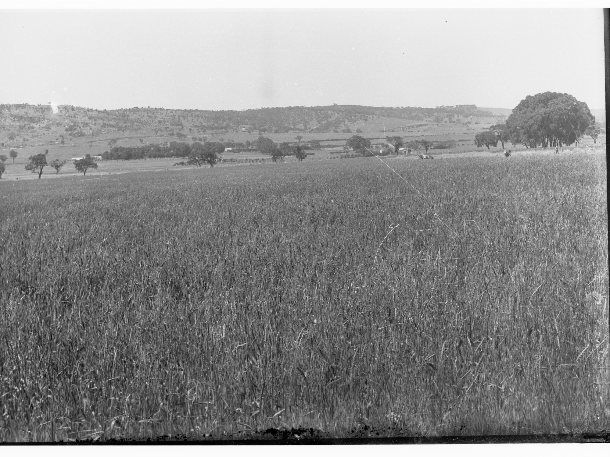 Wheat field showing farm in the distance at Mitcham