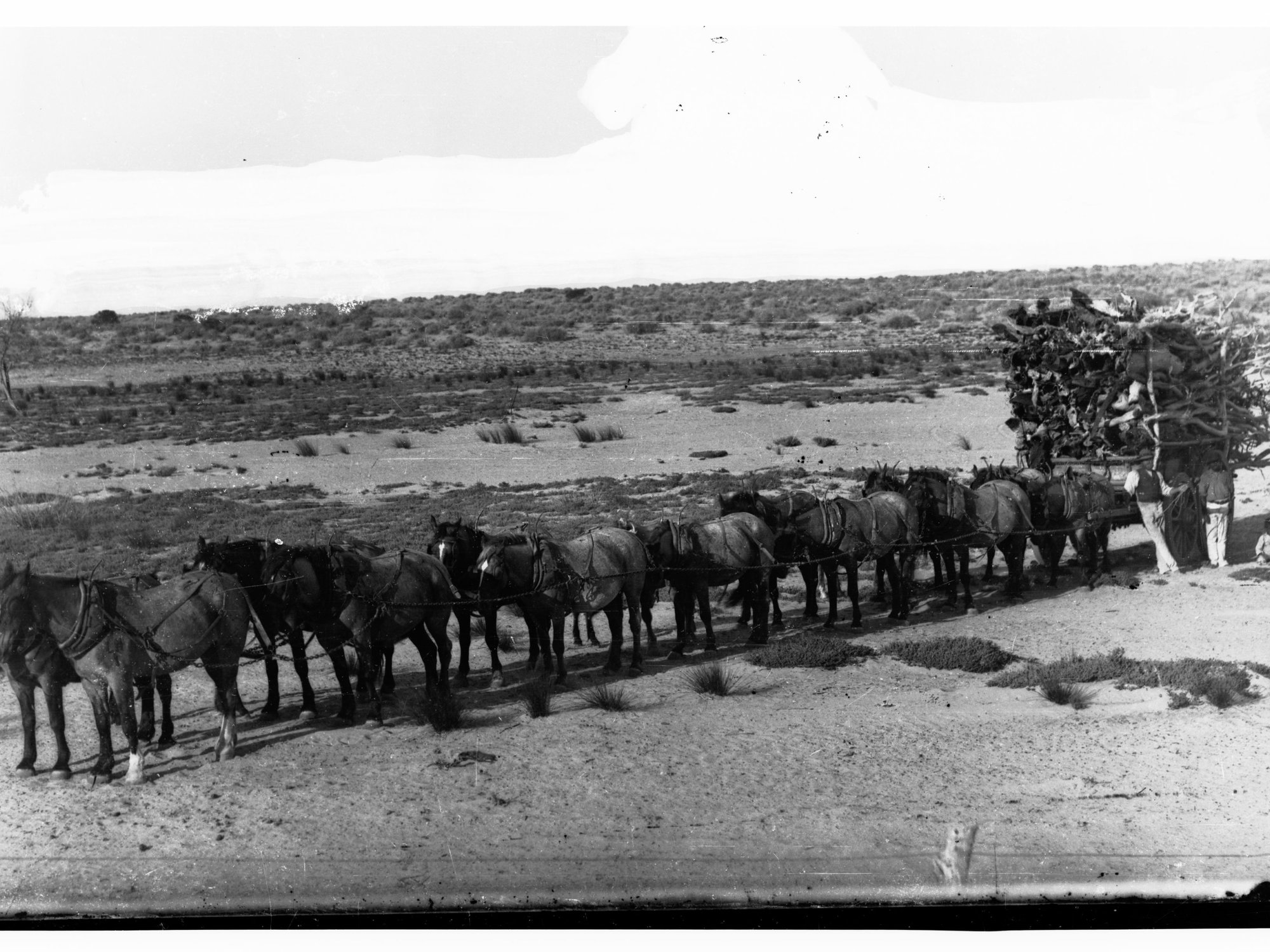 Horses Pulling Cart Filled With Logs