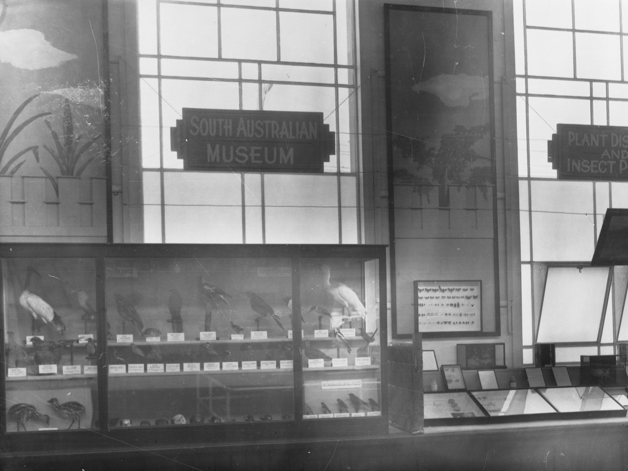 South Australian Museum showing different bird species