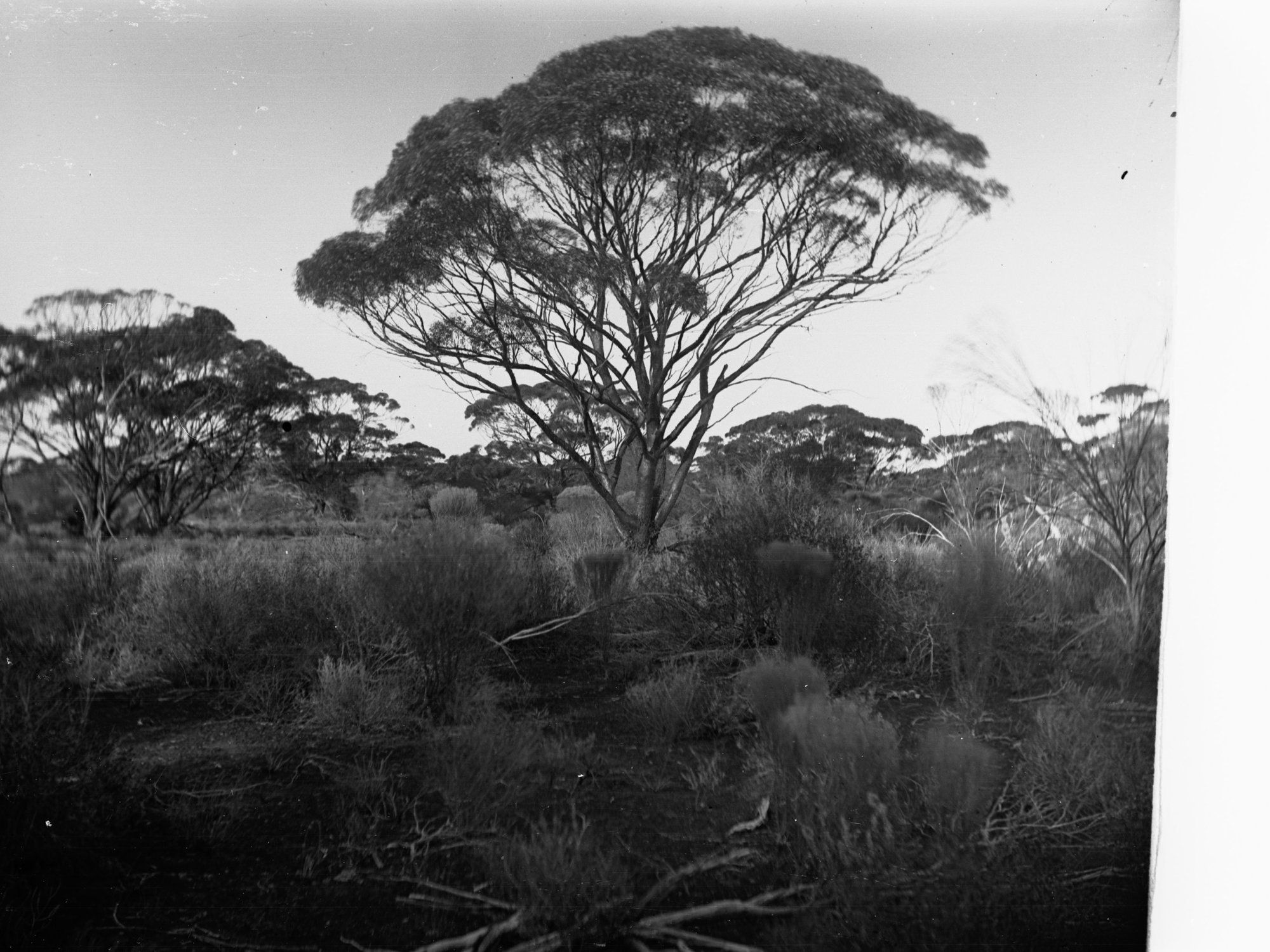 Giant Mallee Tree Elder Scientific Expedition