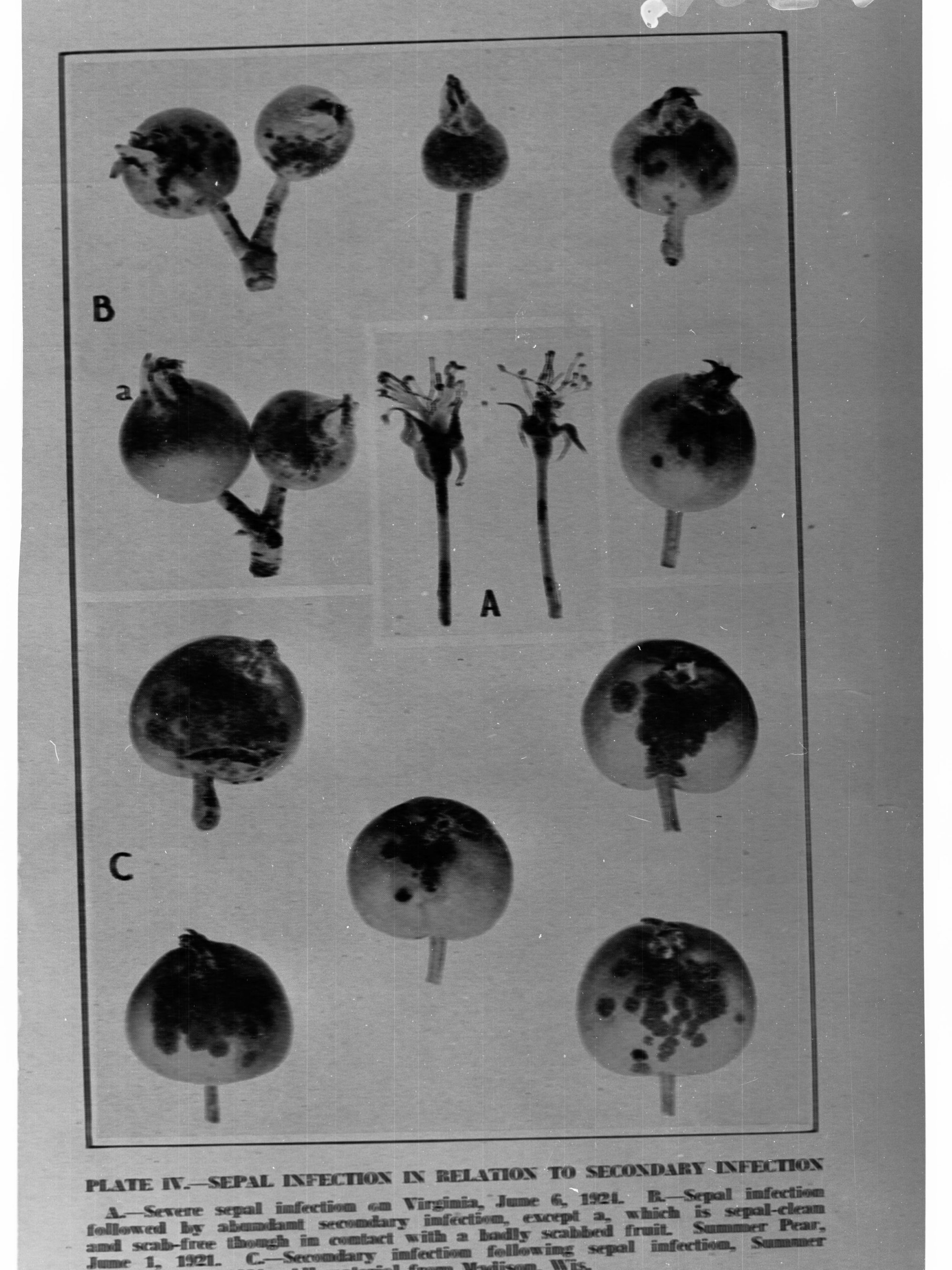 Fruit With Sepal Infection