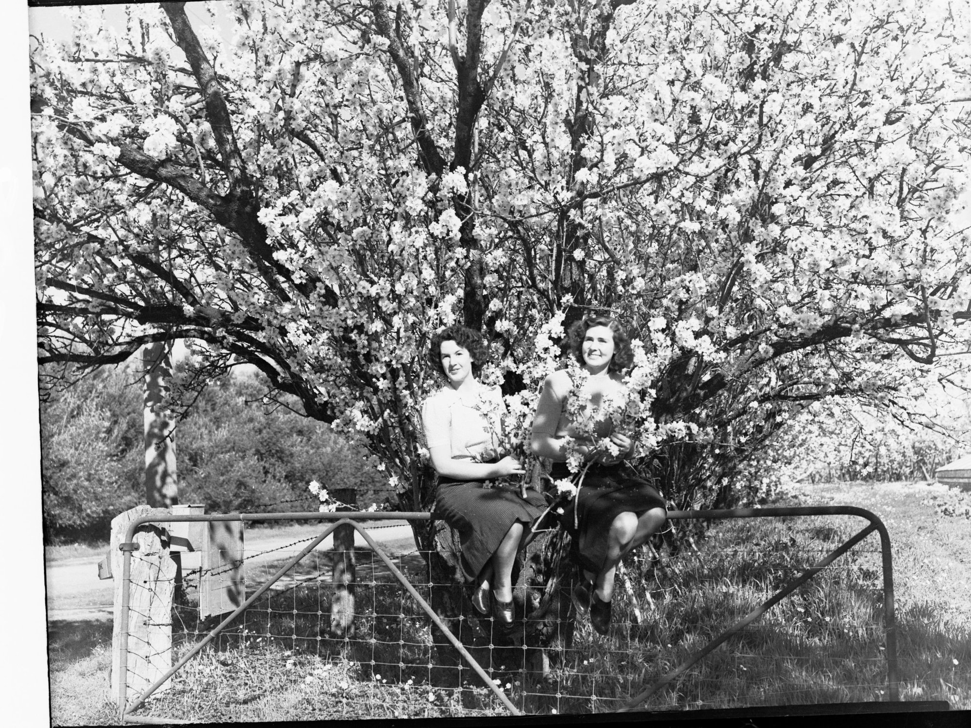 Almond Blossom Trees - Two Women Sitting on a Fence