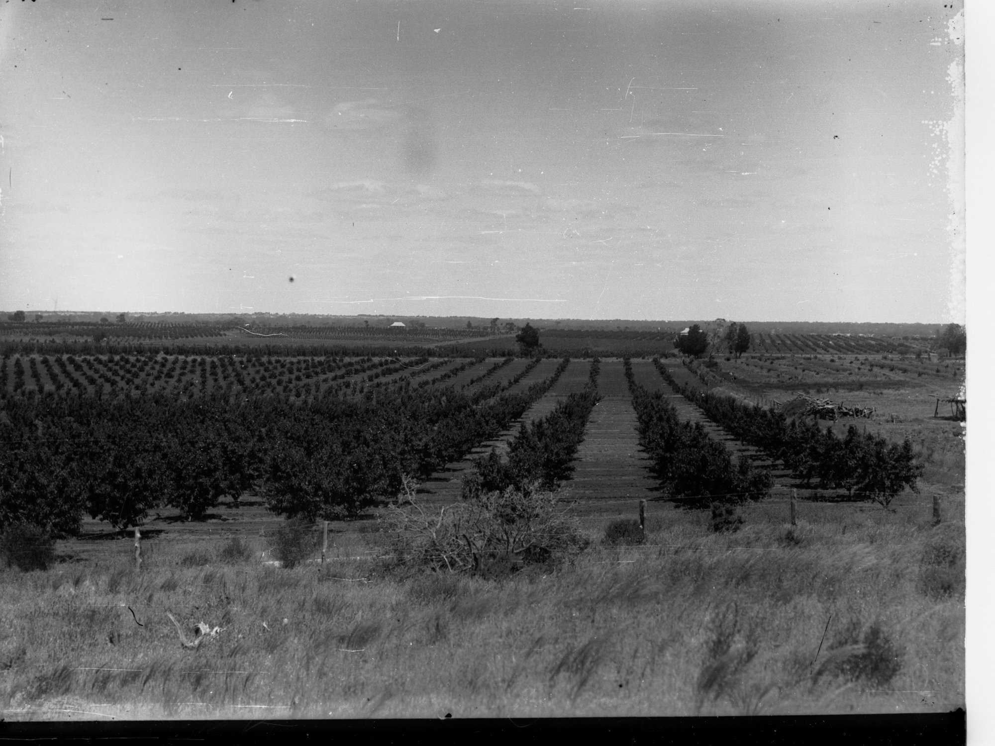 Orchard at Berri