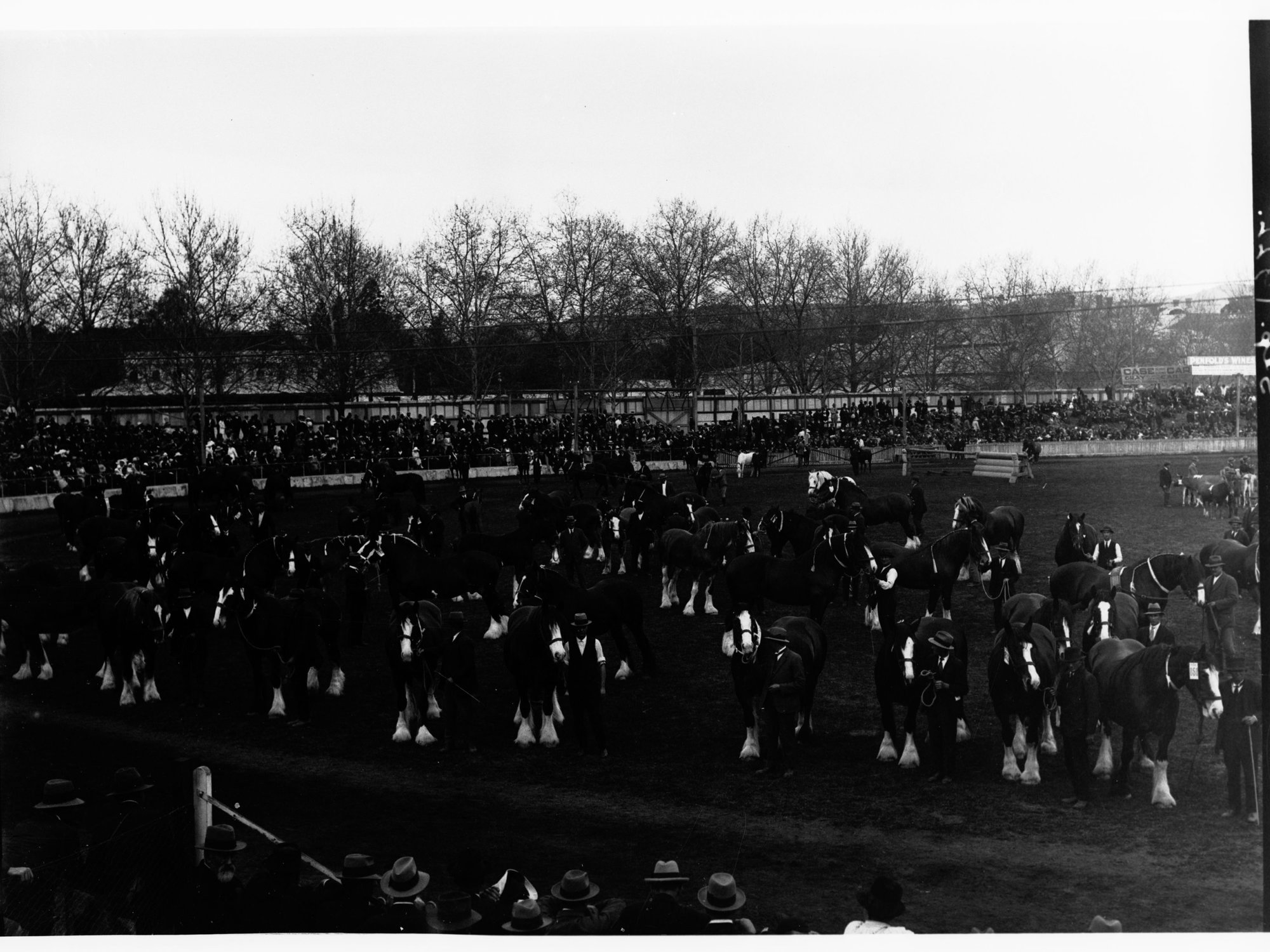 Draughthorses on exhibit at the Royal Adelaide Show