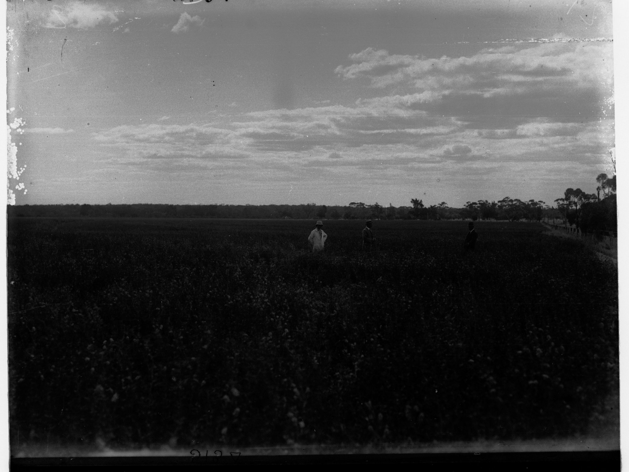 Lucerne Paddock at Berri