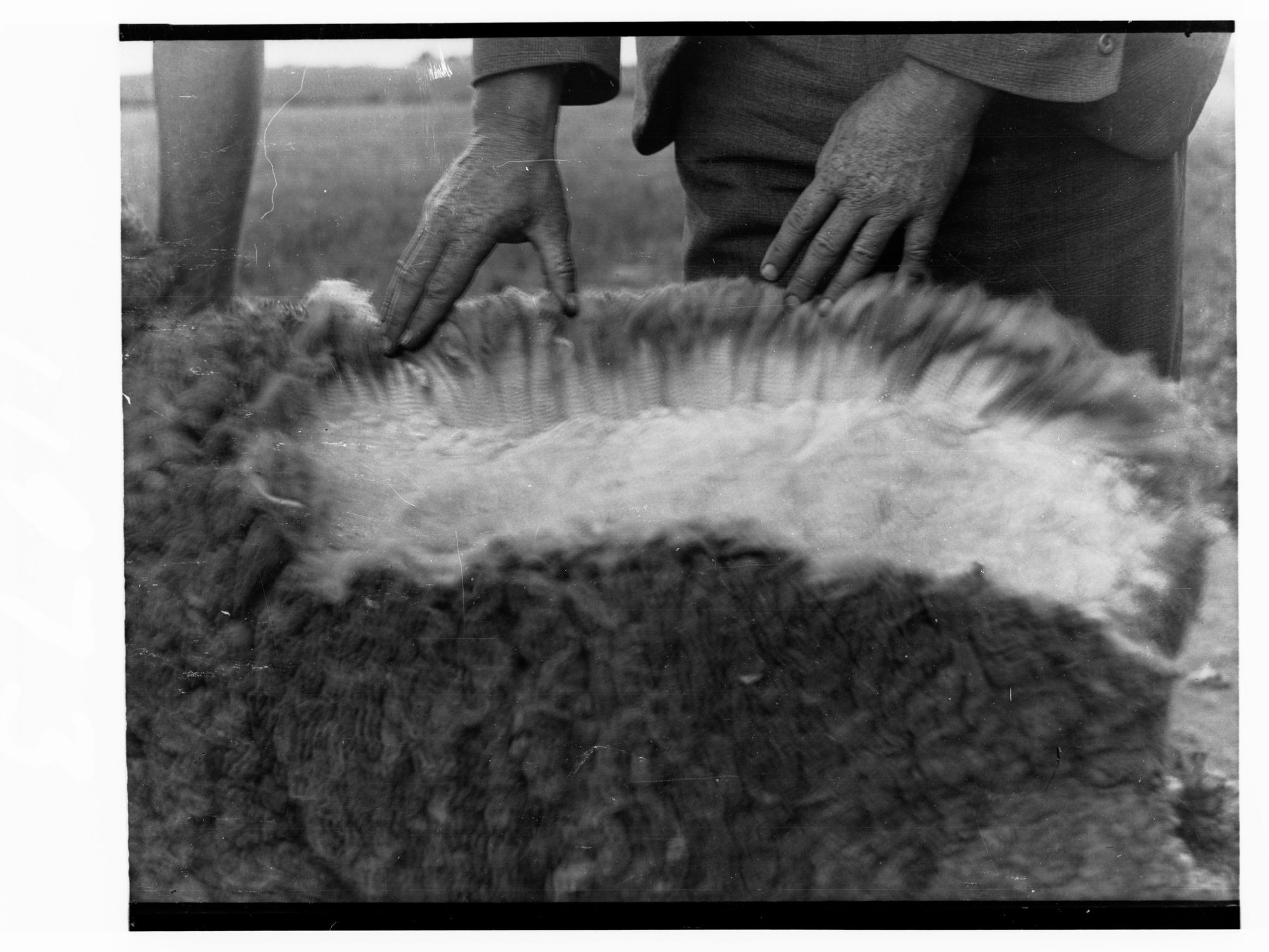 Sheep having its fleece checked