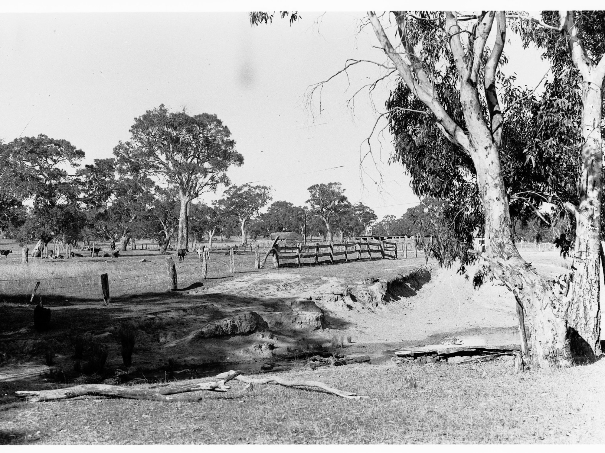 Typical dairying country - on the road to Yankallila