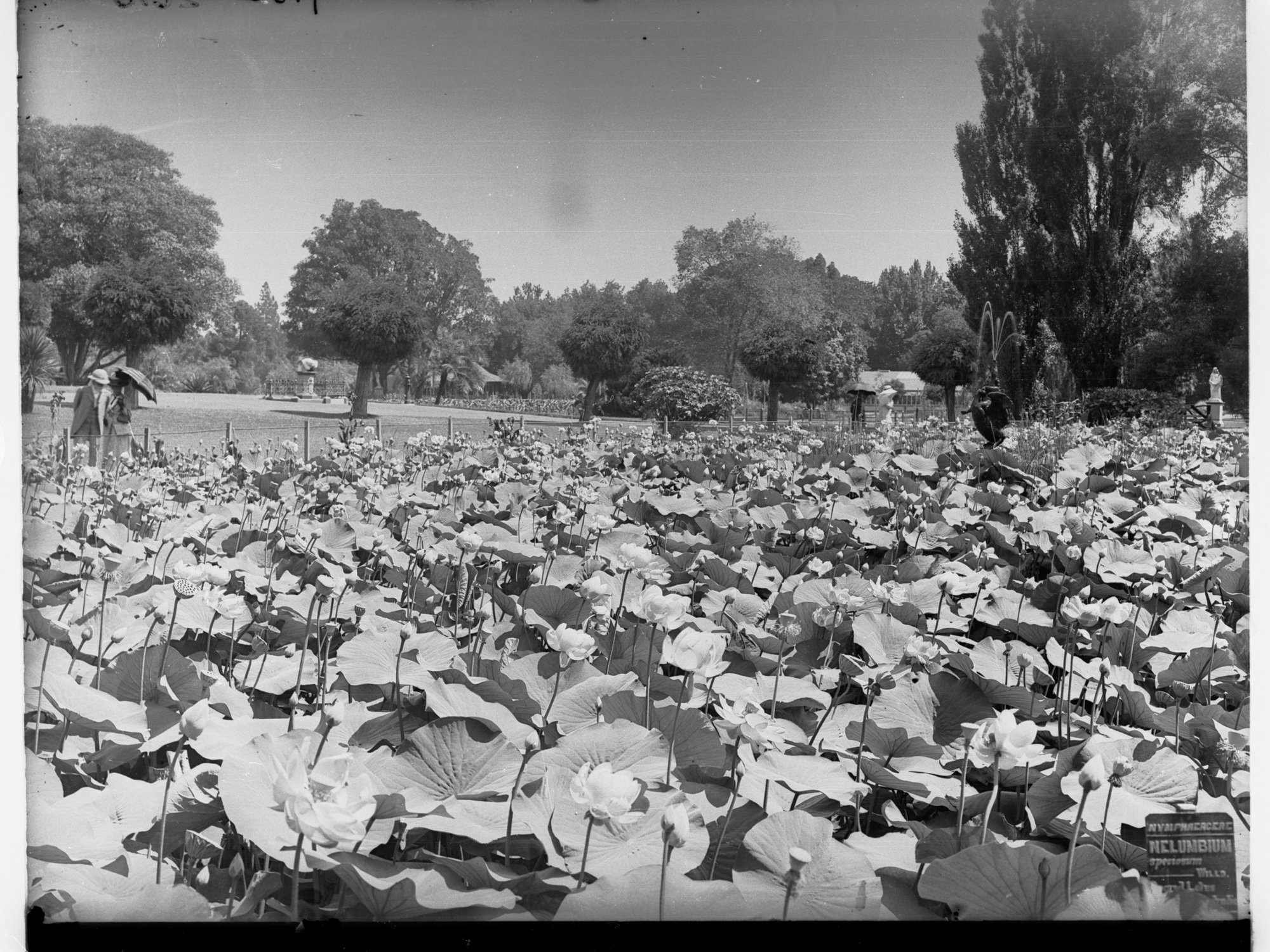Botanical Gardens Lily Pond