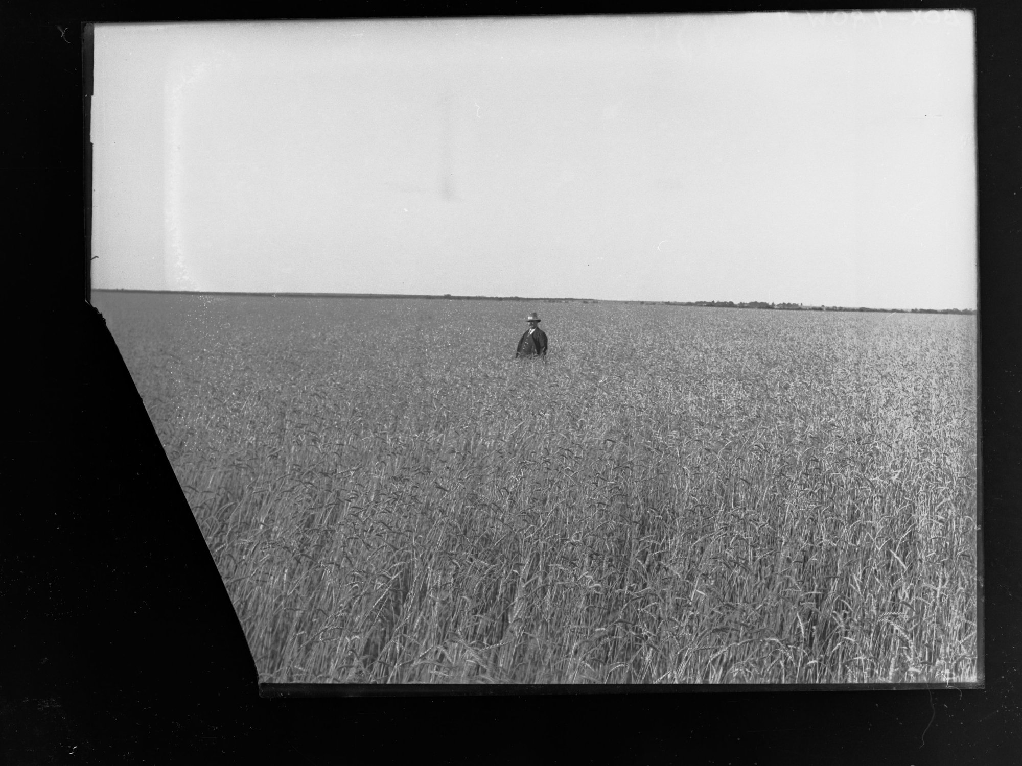 Man standing in middle of wheat crop at  Roseworthy Agricultural College
