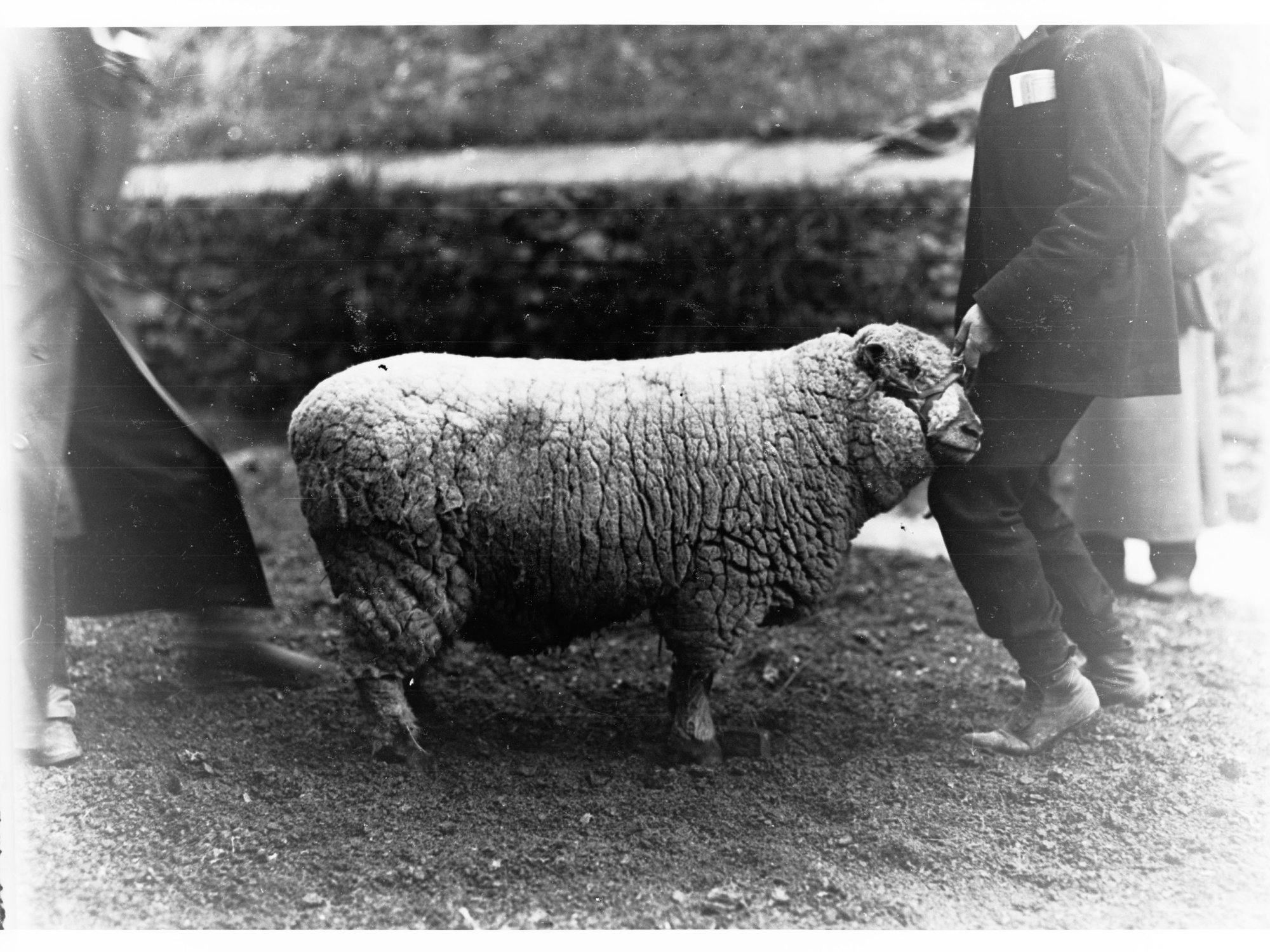 Prize Ram at Adelaide Agricultural Show
