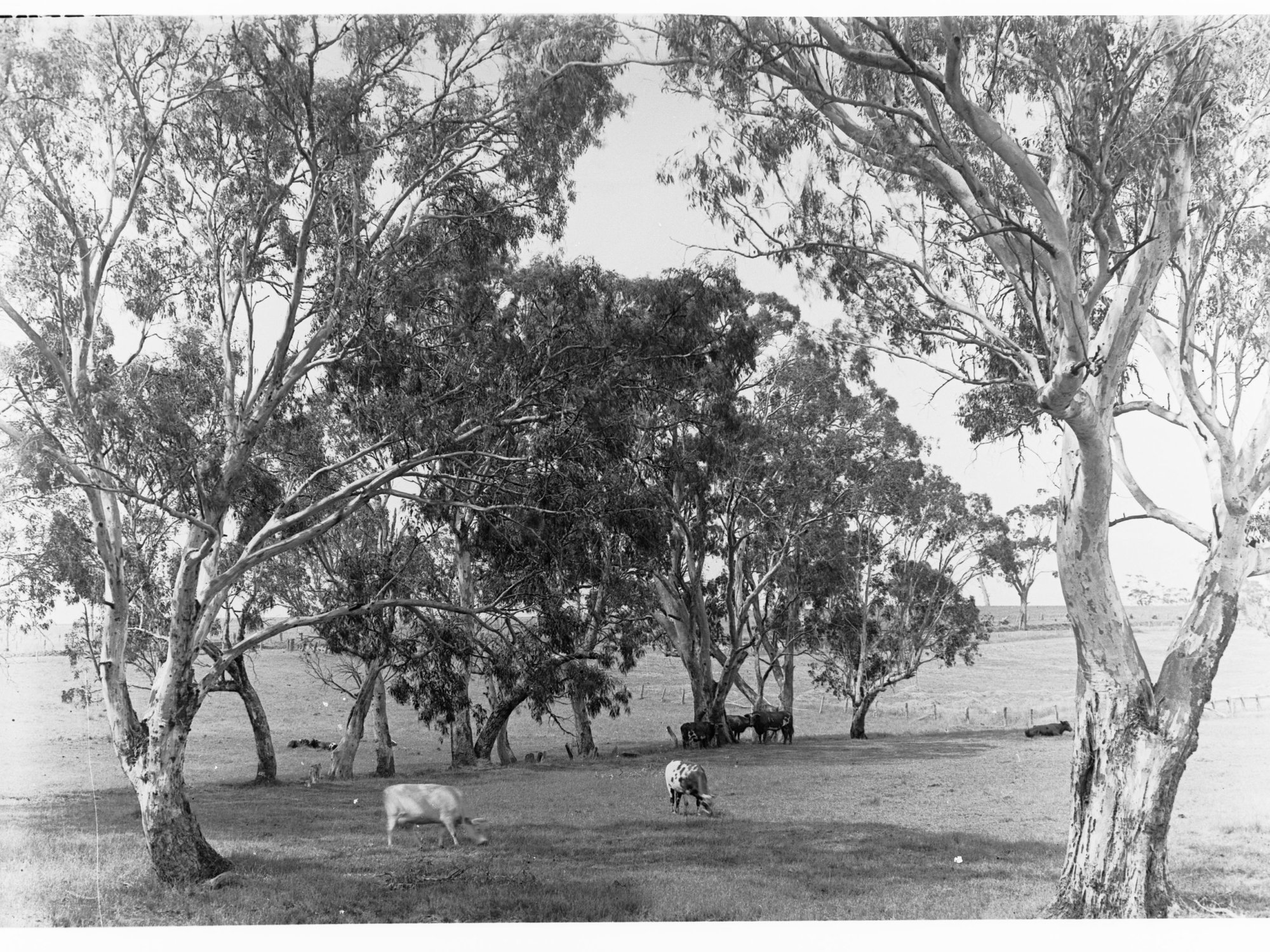Near Mount Barker Springs, showing cows grazing